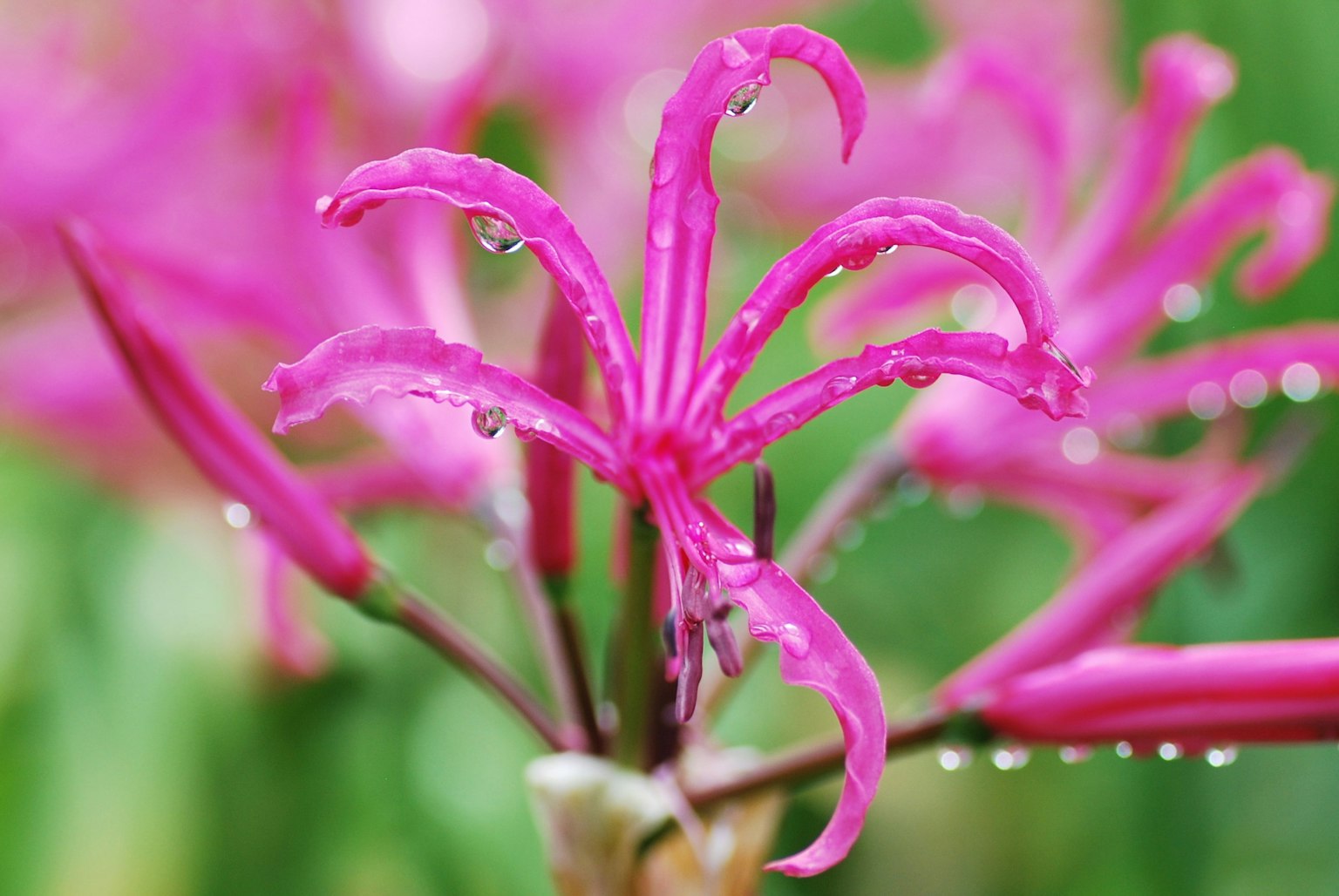 Close-up of vibrant pink flower with droplets on petals