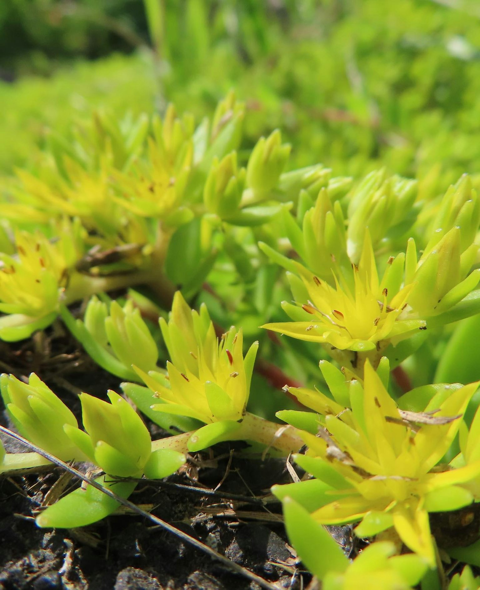 Piccole piante succulente verdi brillanti che si diffondono sul terreno