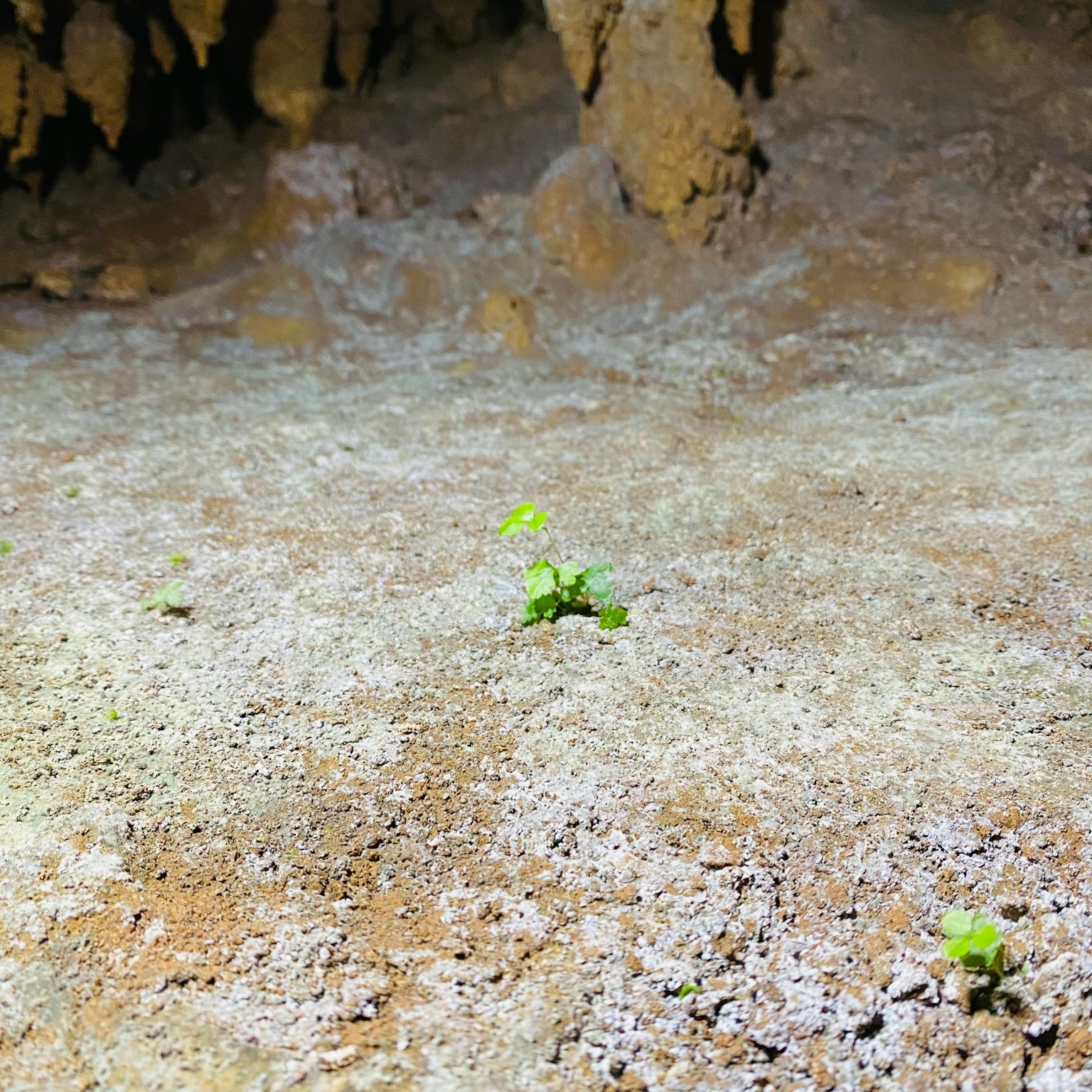 洞穴地面上生长的小绿植与岩石纹理