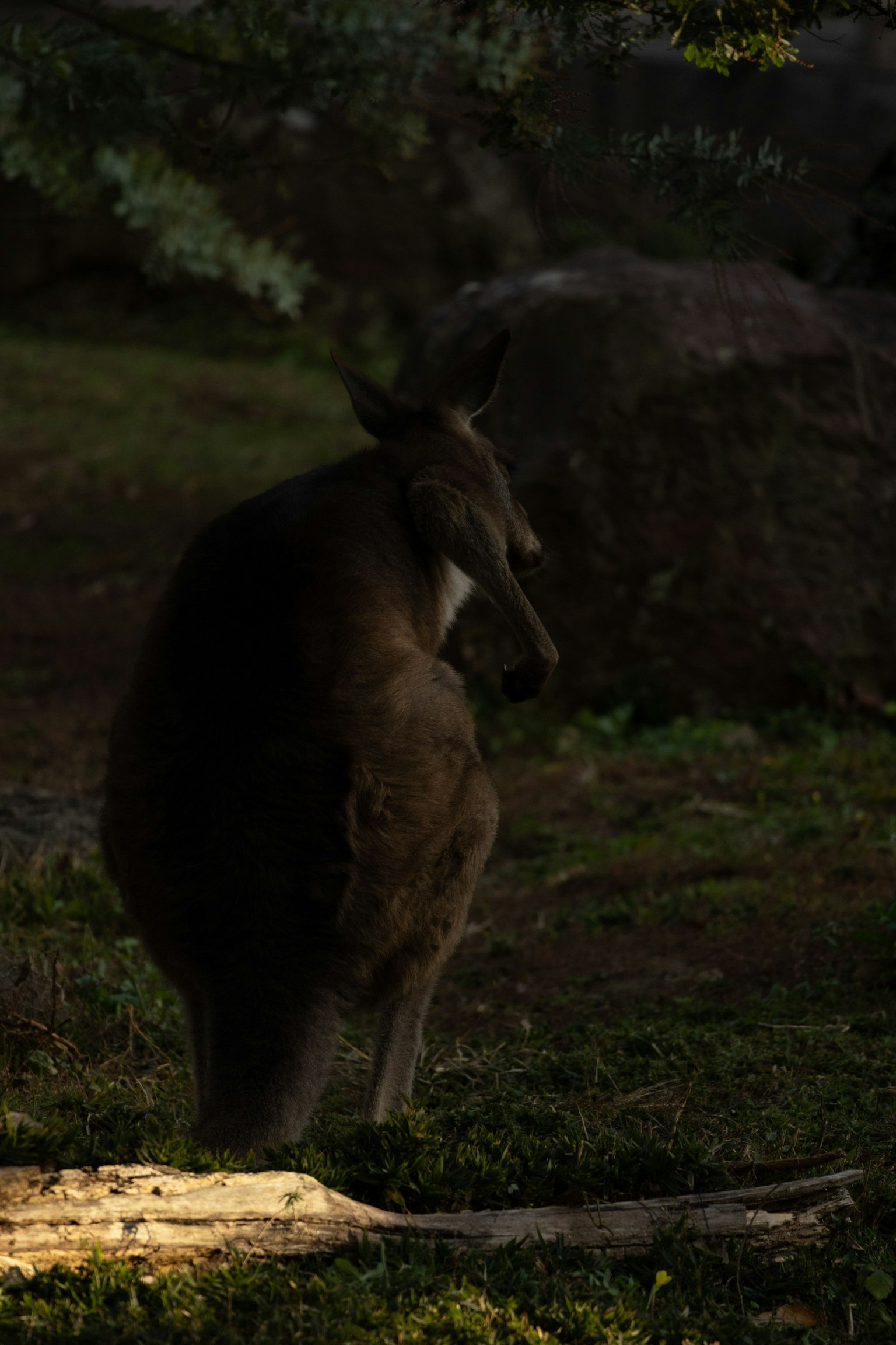 Silhouette của một con kangaroo đứng trên nền tối