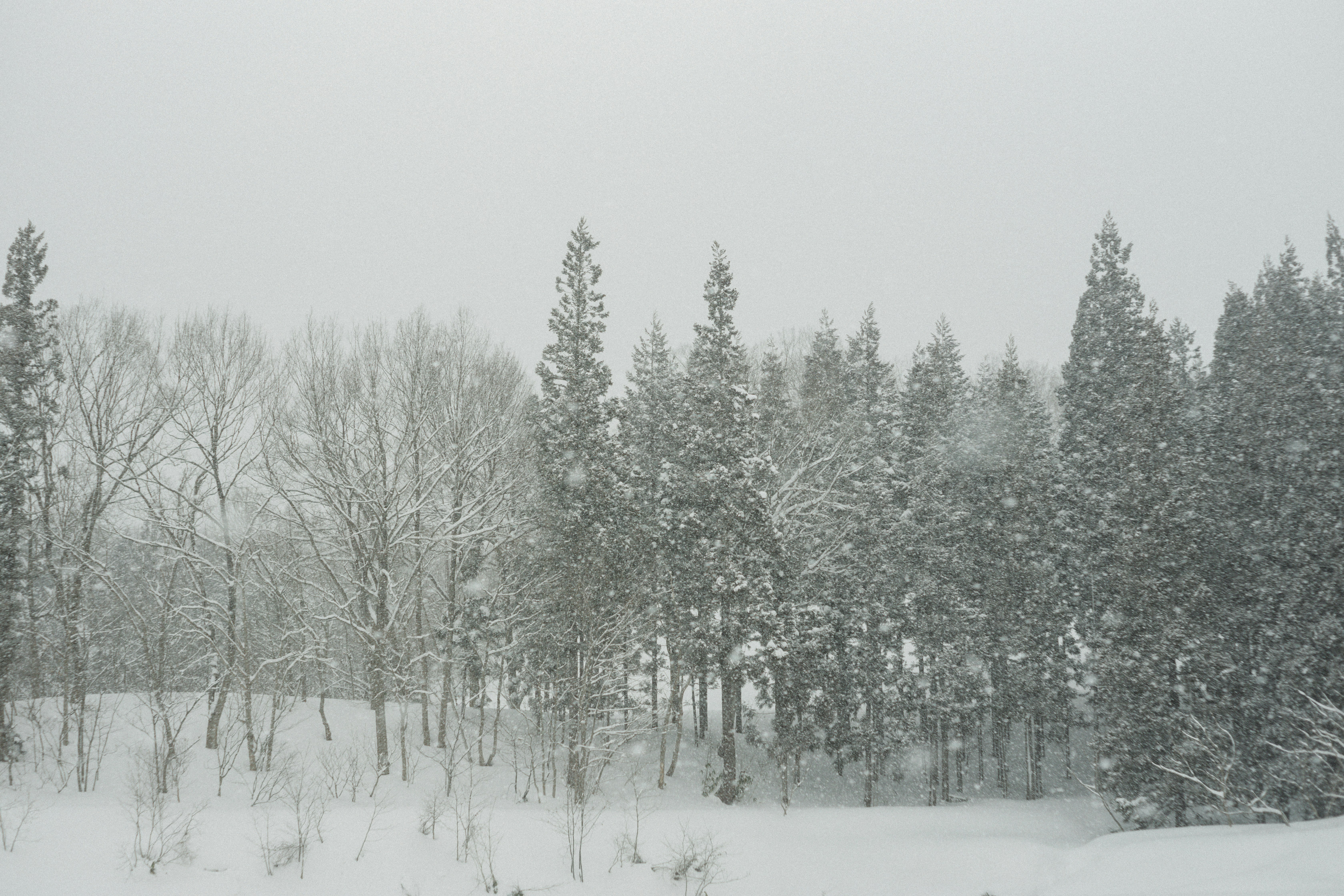 Schneebedeckte Bäume in einer ruhigen Winterlandschaft