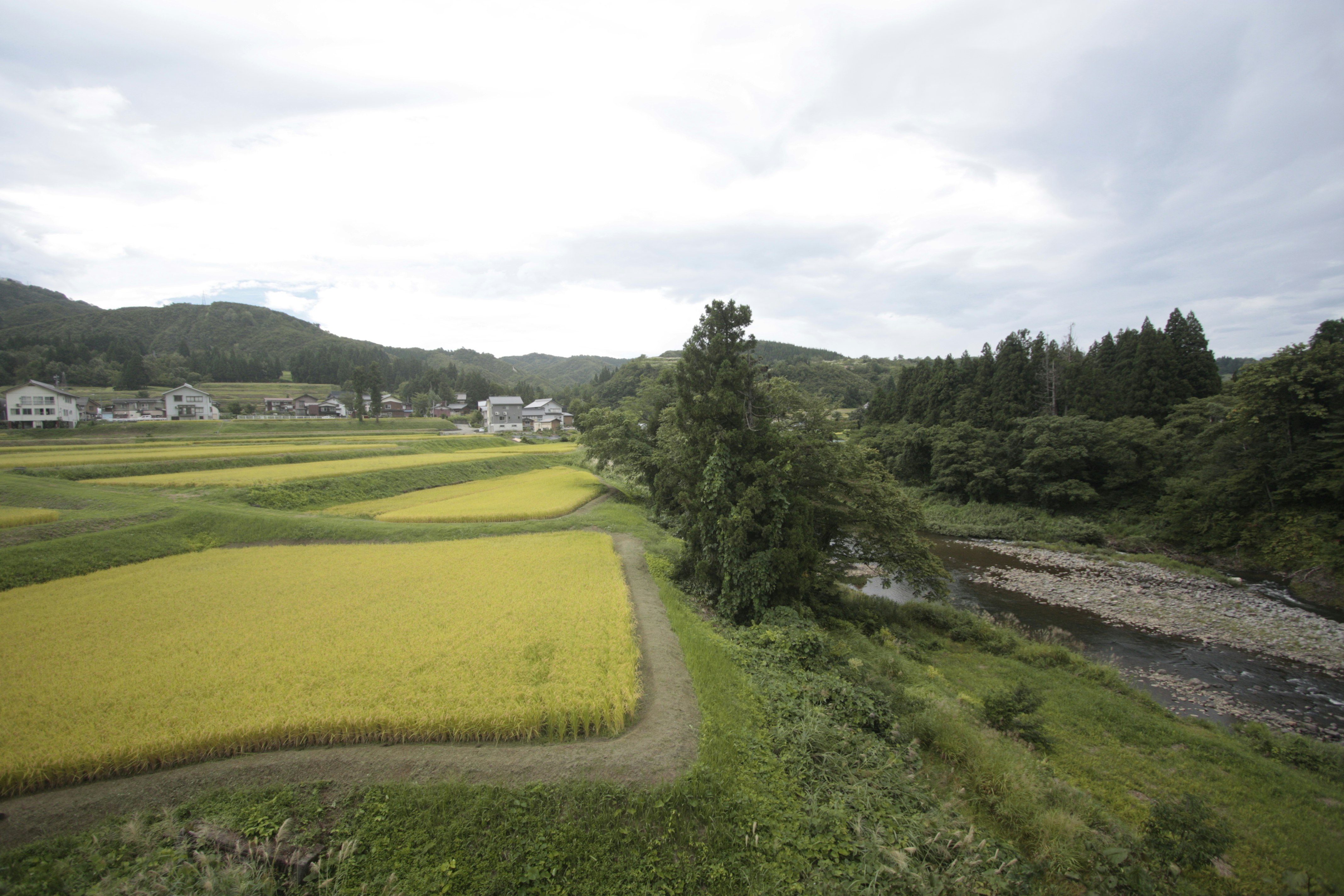 田畑と川沿いの緑の風景