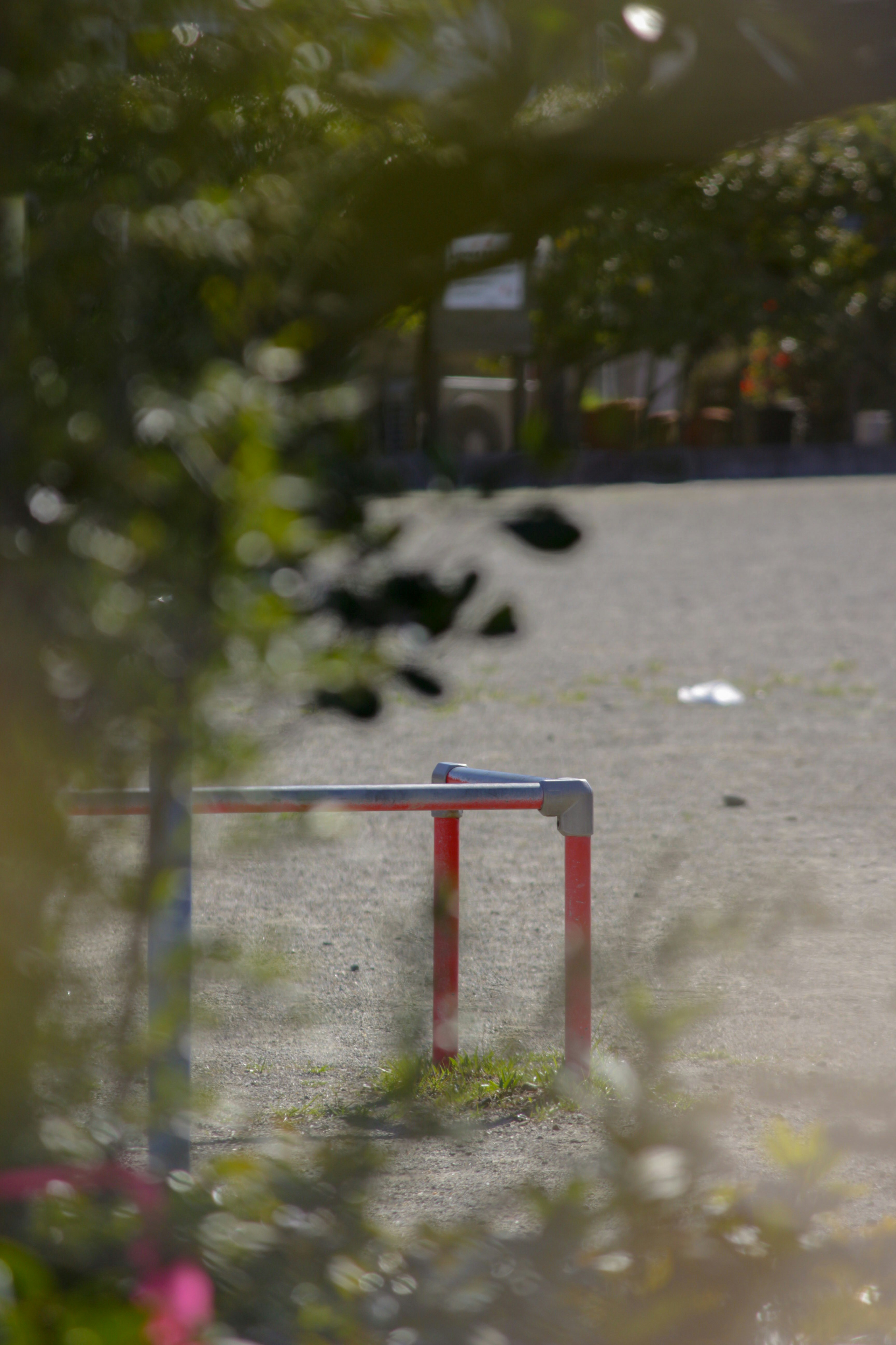 公園の小道でボケ味のあるベンチと散歩道の風景
