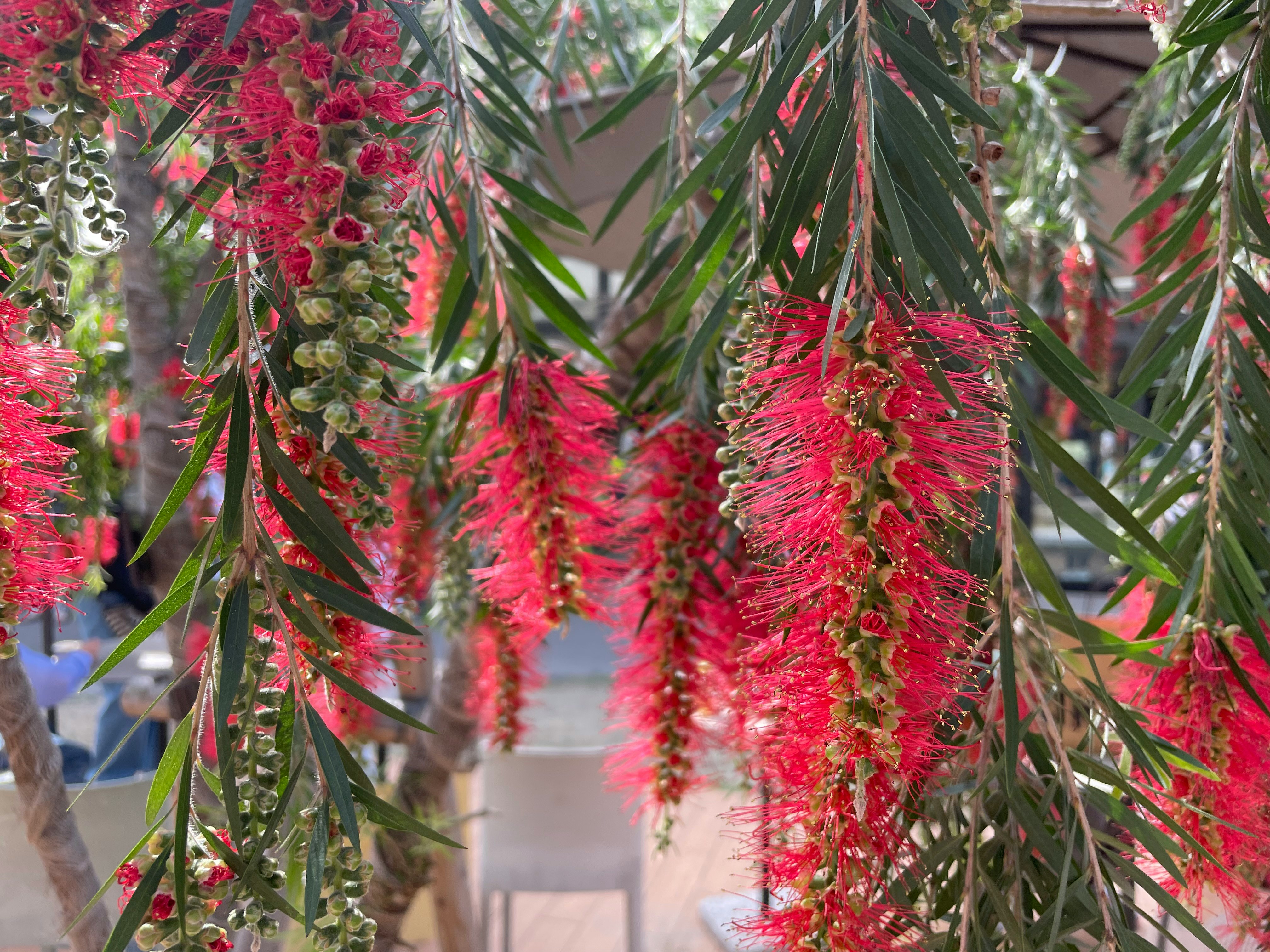 紅色刷狀花朵的棕櫚枝條
