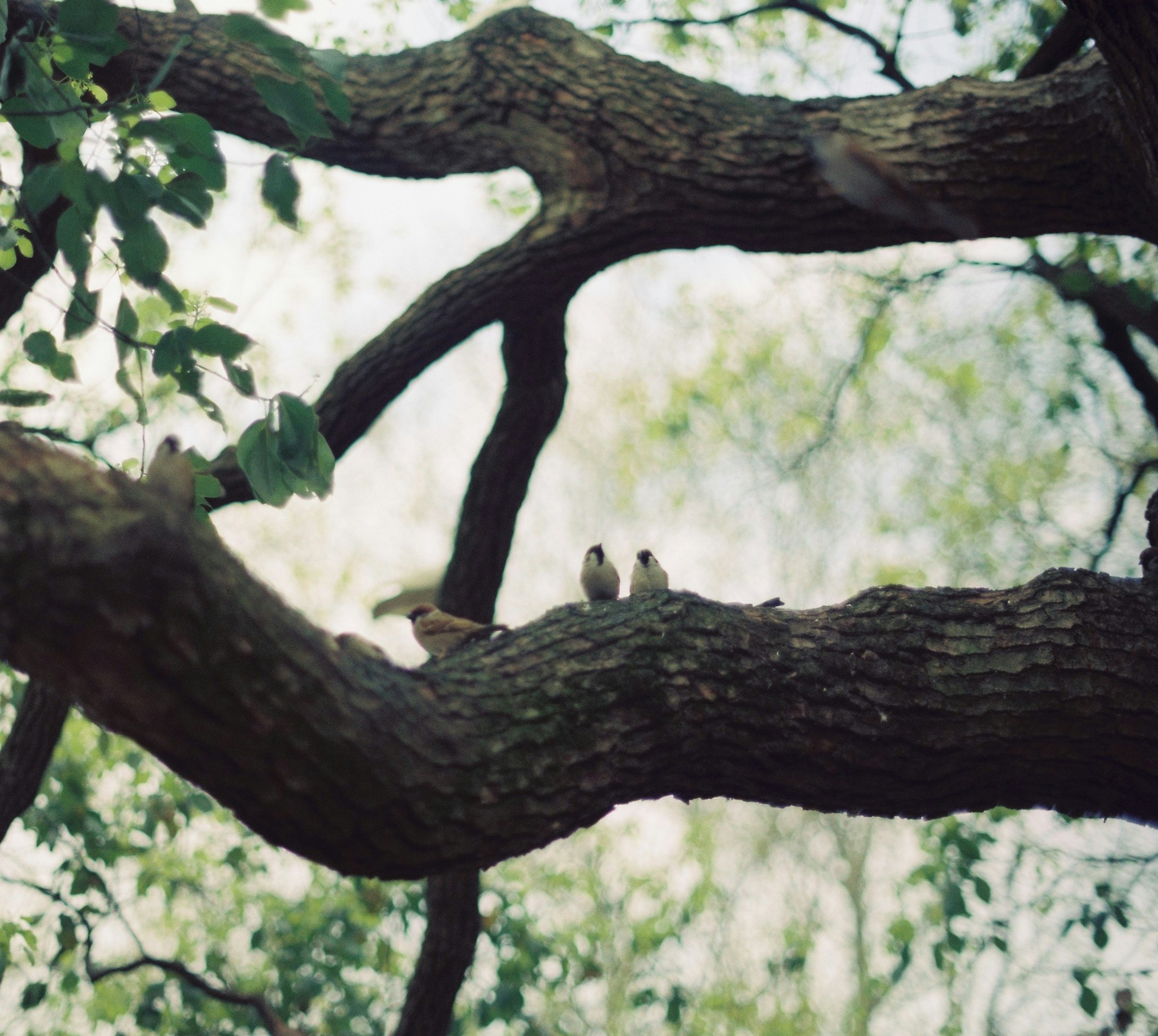 birds perched on a tree branch in a natural landscape