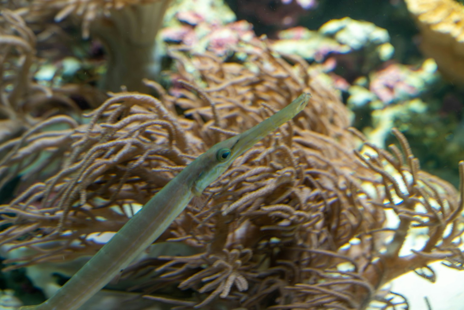 Un poisson élancé nageant près des coraux dans une scène sous-marine