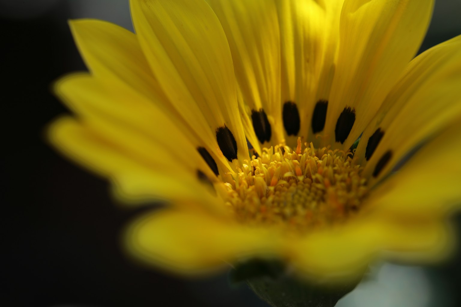 Close-up bunga kuning dengan benang sari hitam di tengah