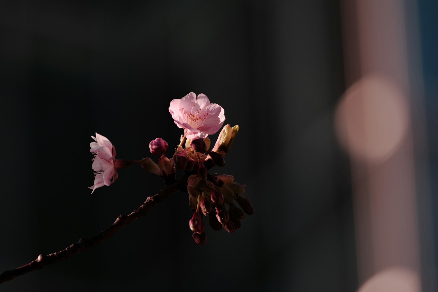 Fleur de cerisier rose délicate sur fond sombre