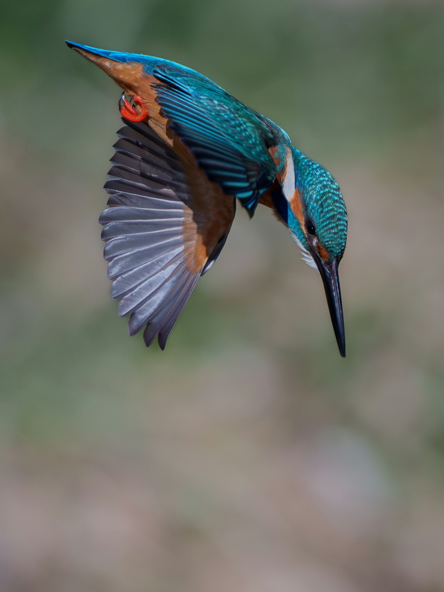 Un martinete azul y naranja vibrante volando en el aire