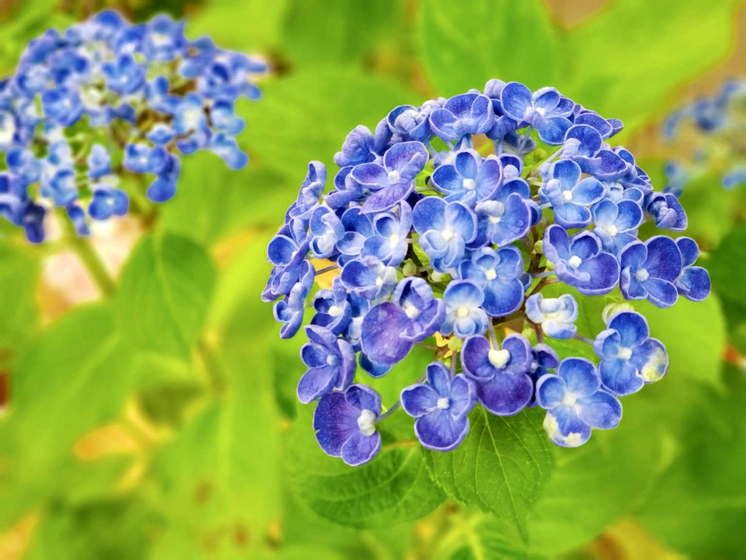 Cluster di fiori blu che fioriscono tra le foglie verdi
