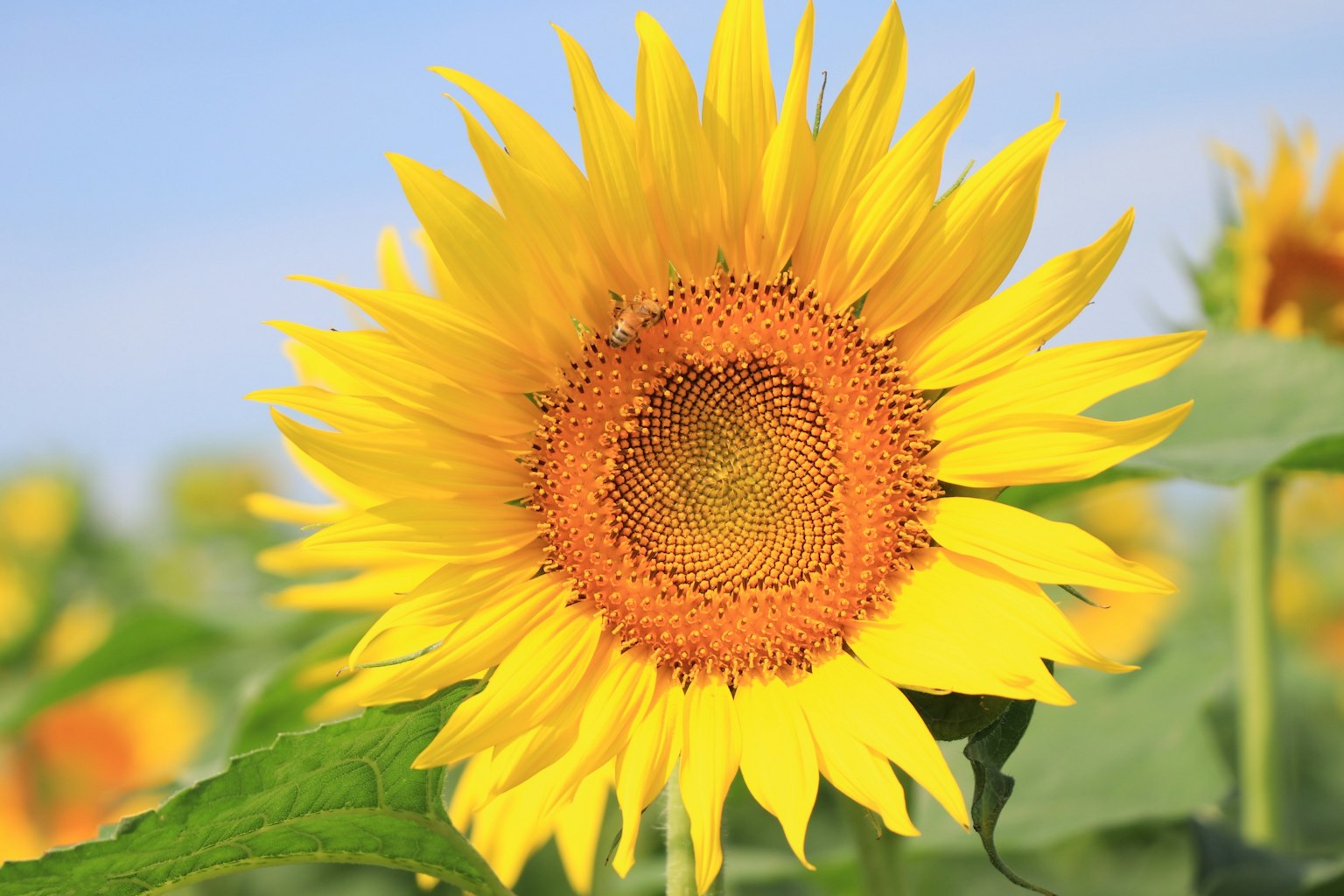 Bright sunflower blooming under blue sky