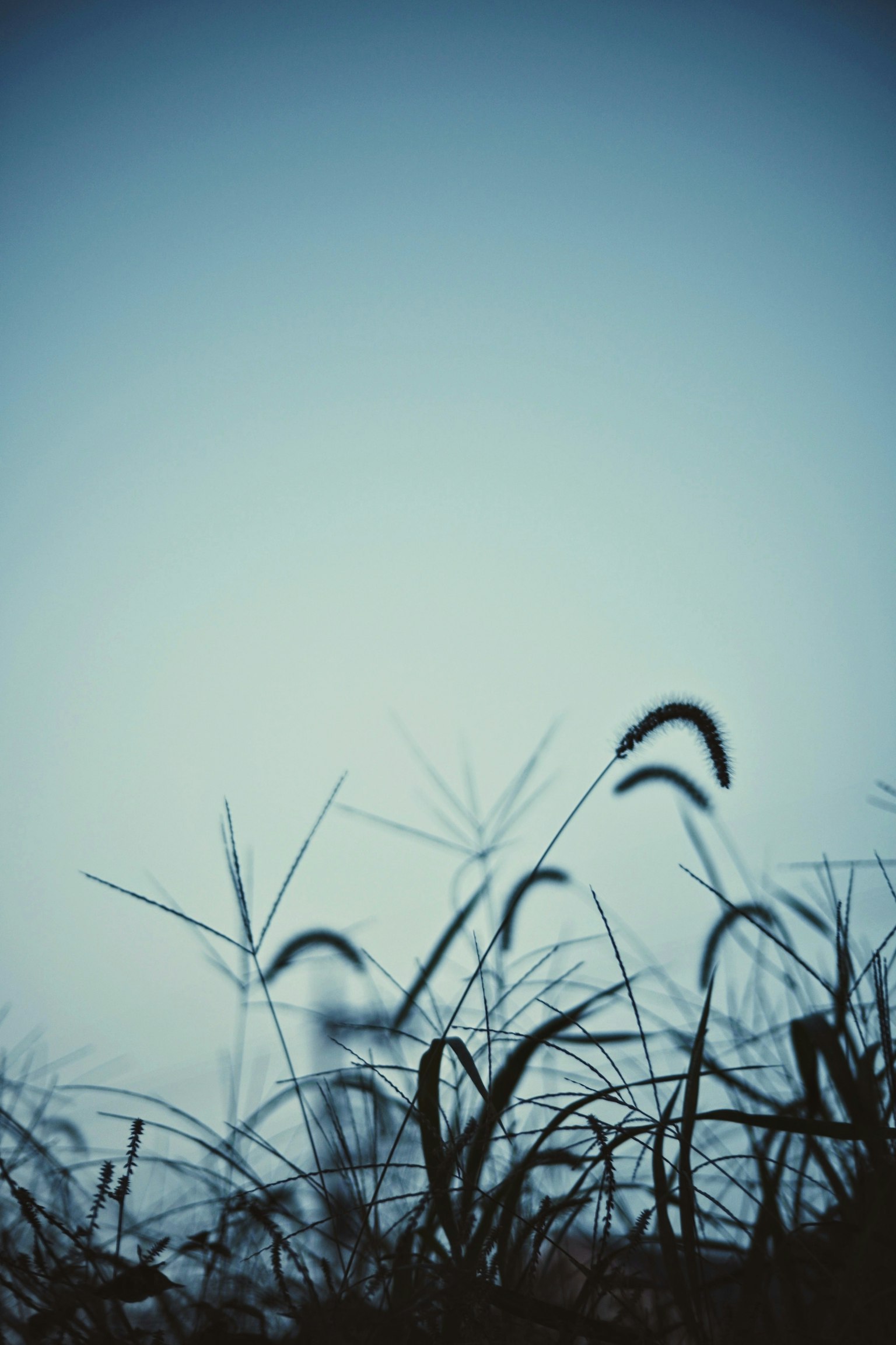 Silhouette d'herbe se balançant sous un ciel bleu