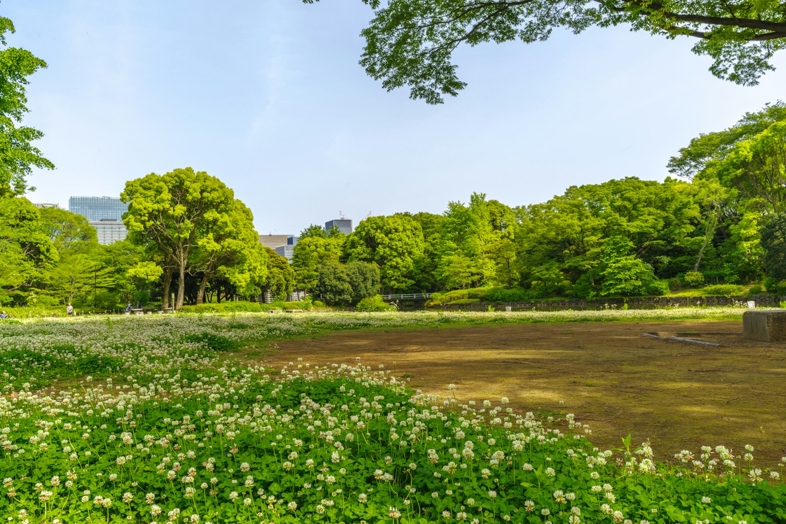 郁郁蔥蔥的公園風景與花田