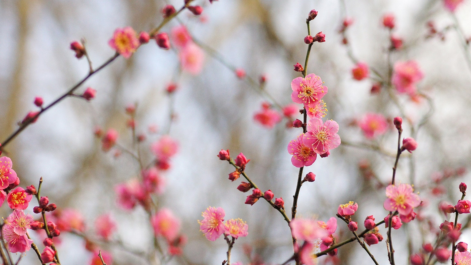 Gros plan de branches avec des fleurs roses en fleurs