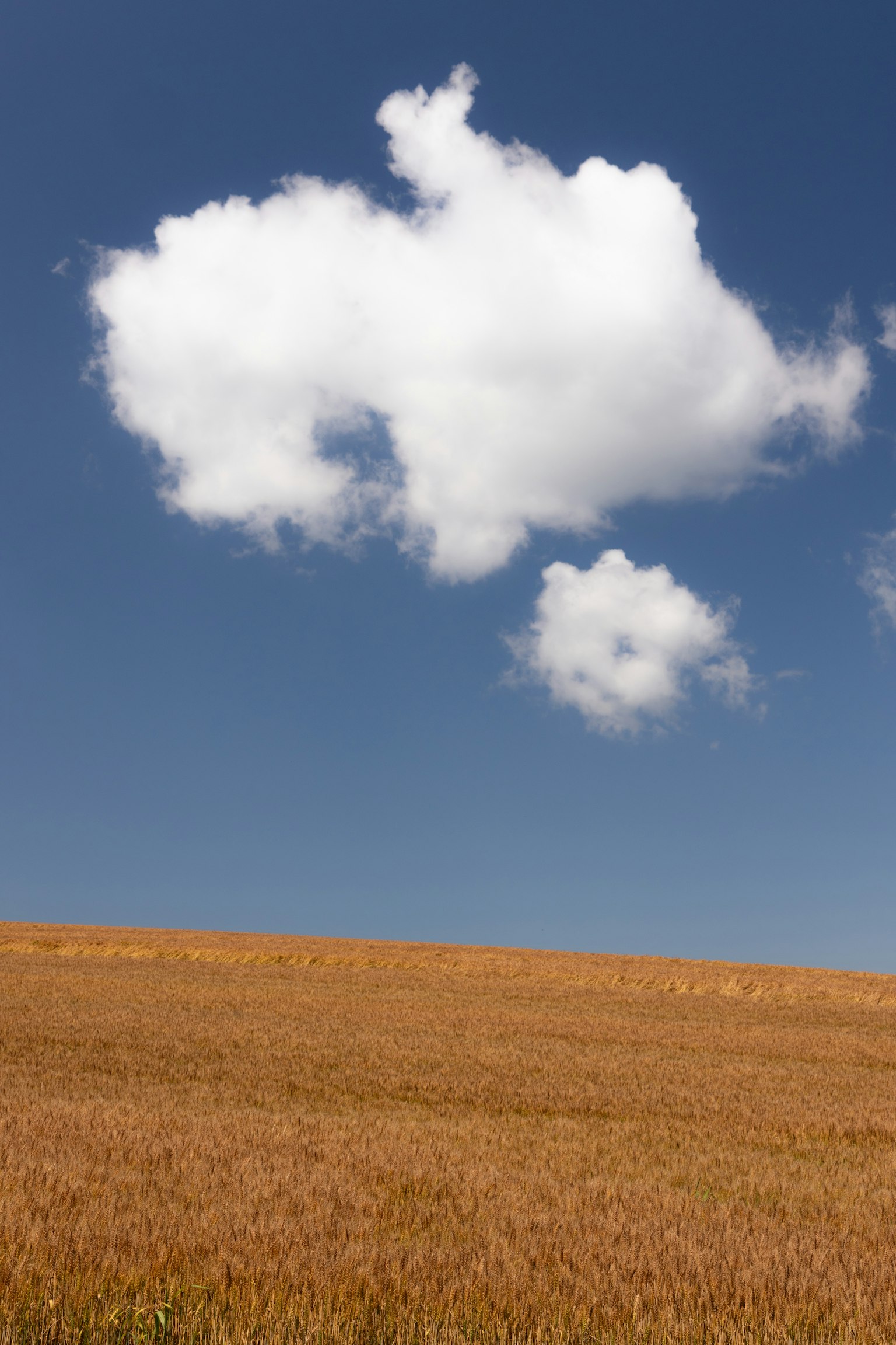 Campo di grano dorato sotto un cielo blu con nuvole bianche