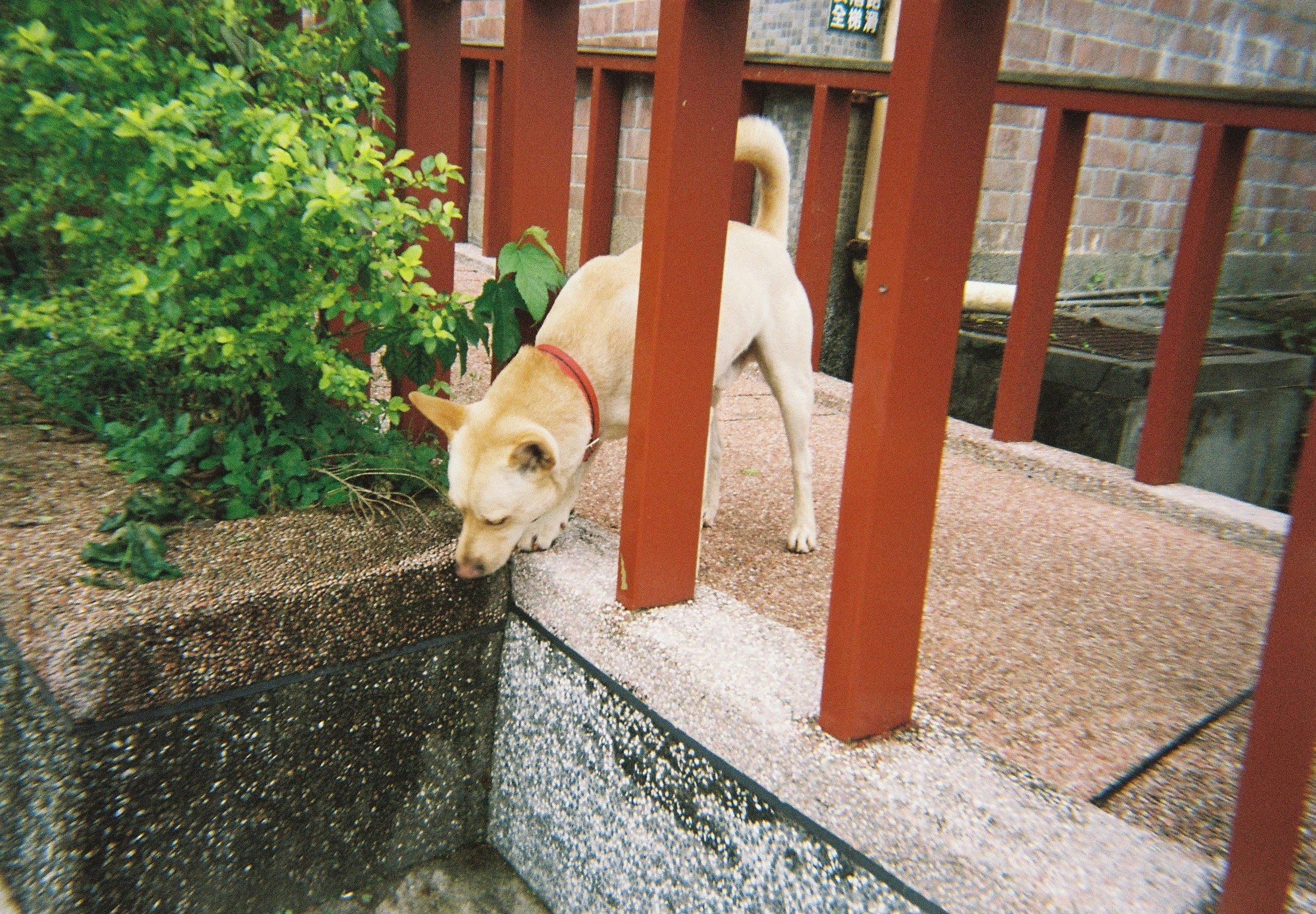 Ein Hund läuft in einem Innenhof mit roten Säulen