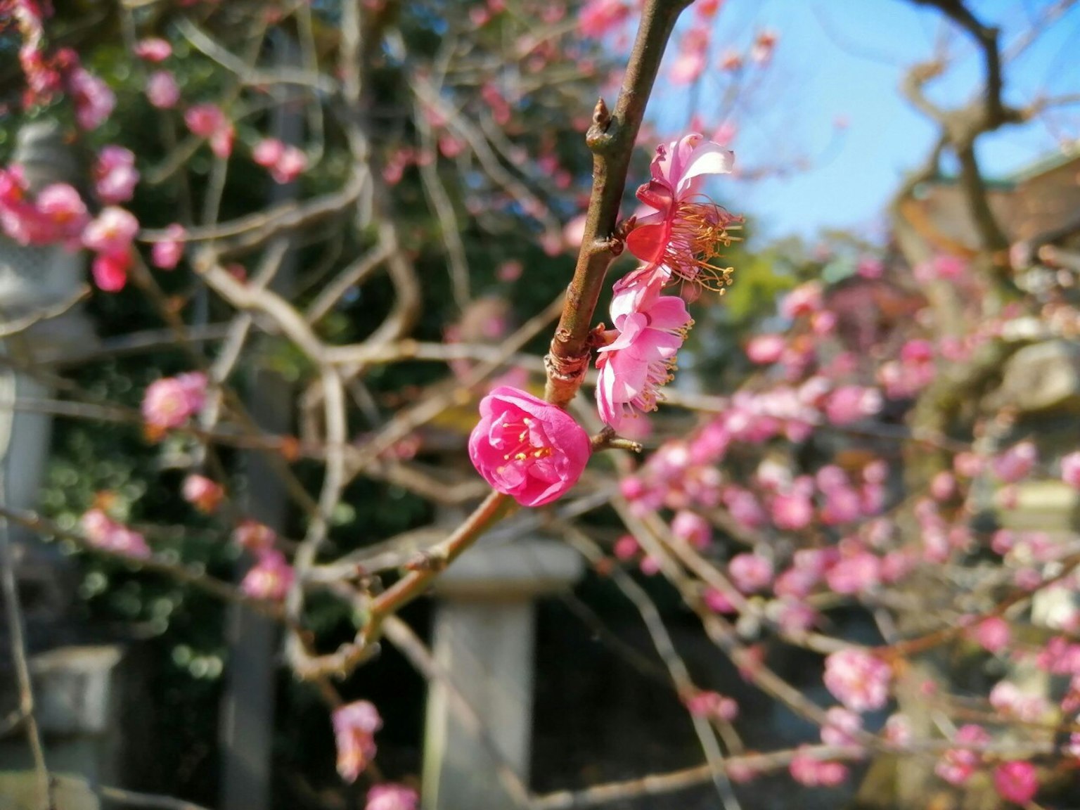 粉色花朵的枝条特写模糊的石结构背景