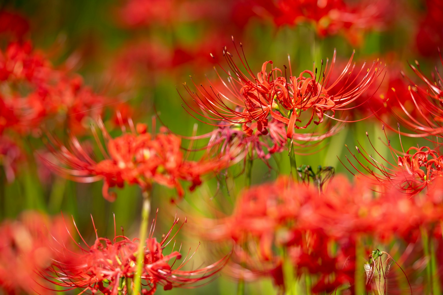 Lirios araña rojos vibrantes floreciendo en un campo