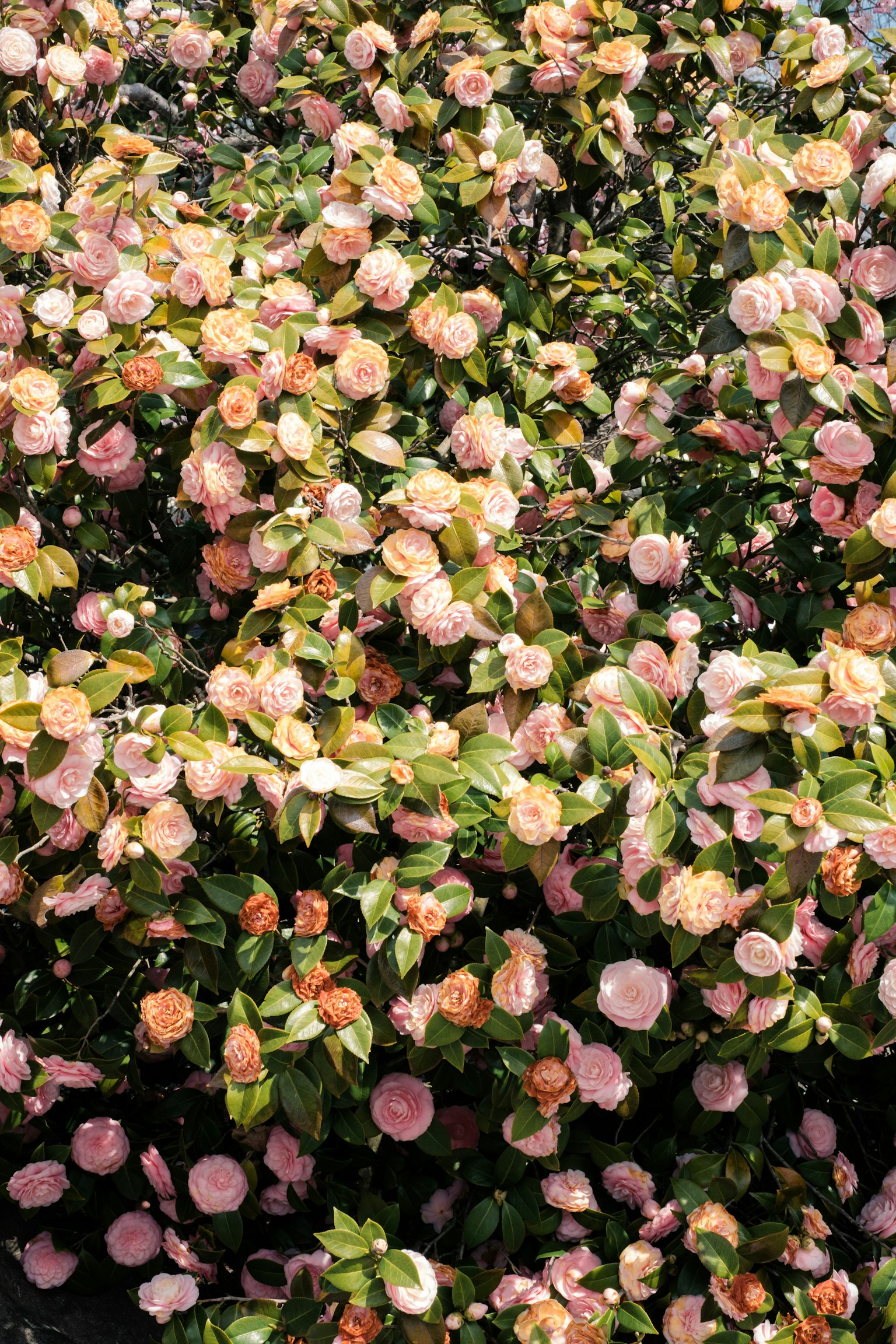 Kedekatan semak lebat yang dipenuhi bunga pink