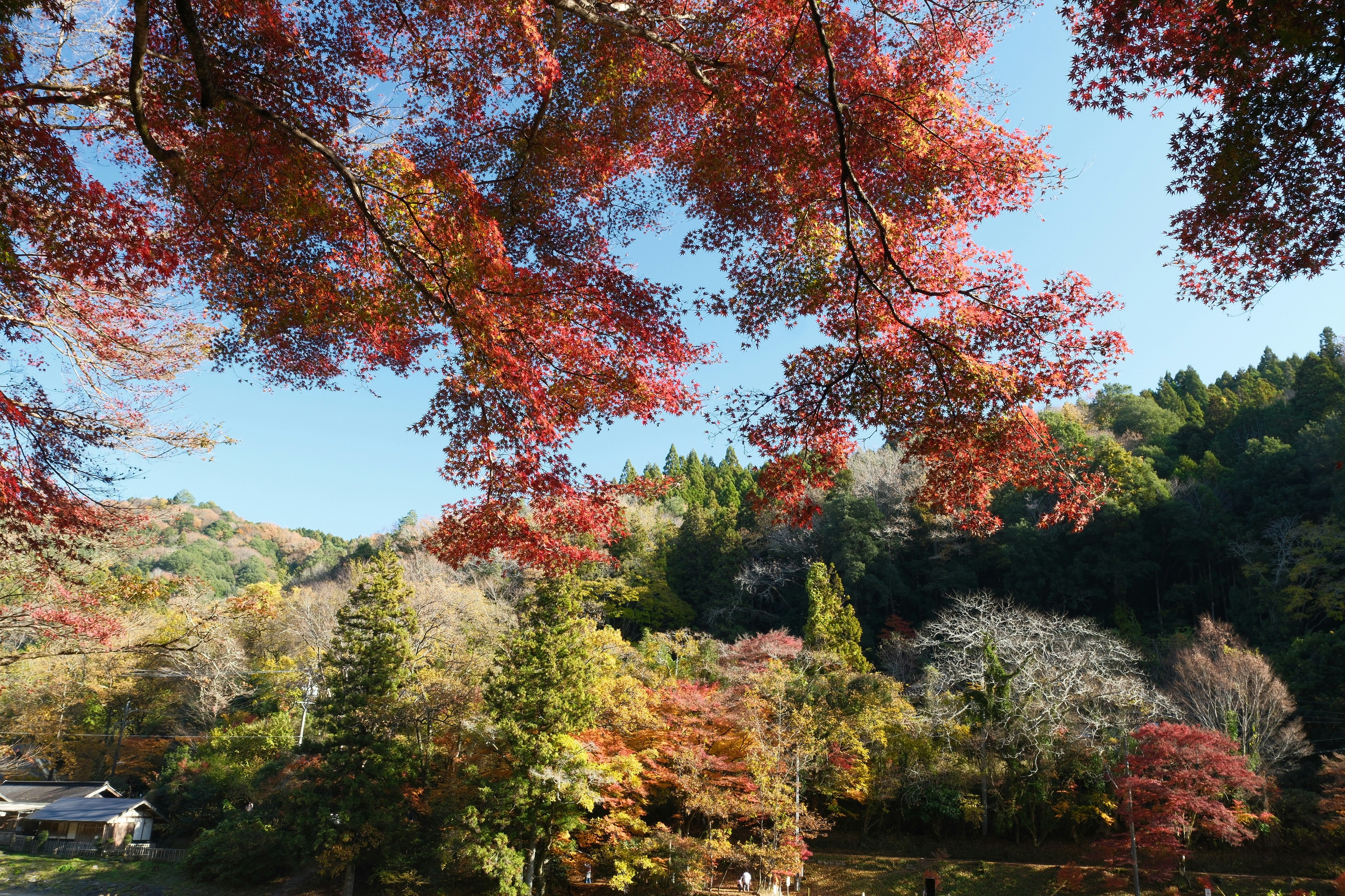香嵐渓の紅葉が彩る渓谷の山並みと木々
