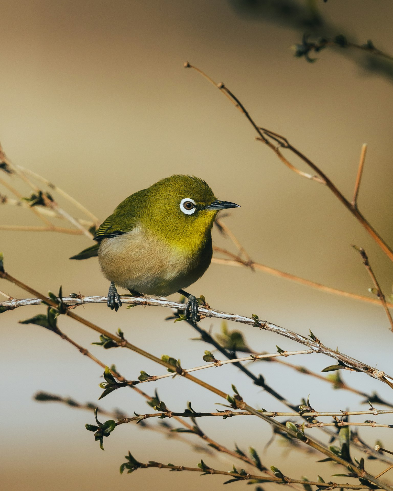 Un piccolo uccello verde appollaiato su un ramo