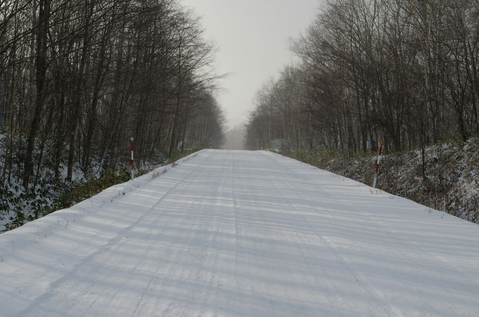 Schneebedeckte Straße, gesäumt von Bäumen