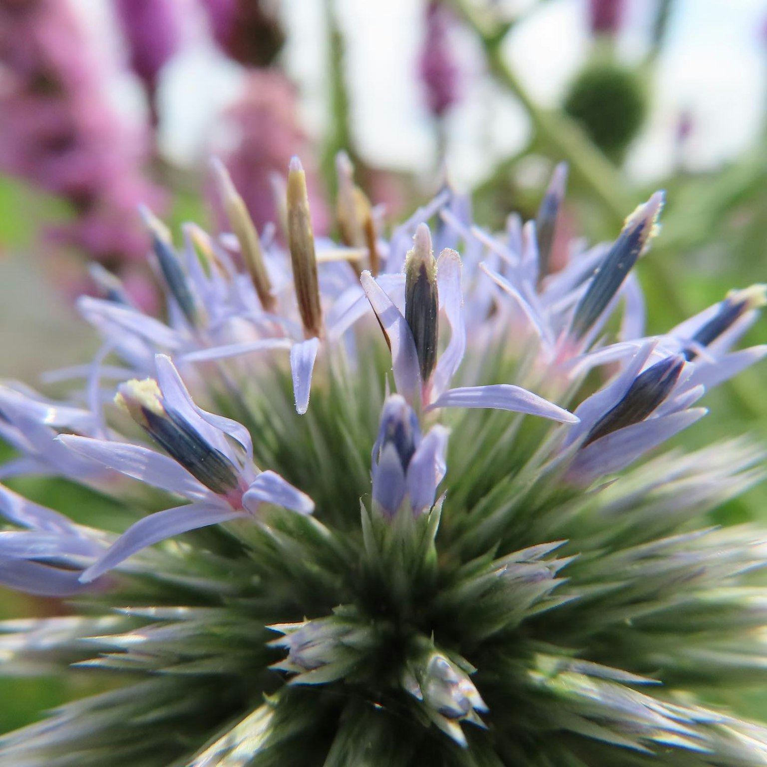 Immagine ravvicinata di una pianta con petali di fiori viola