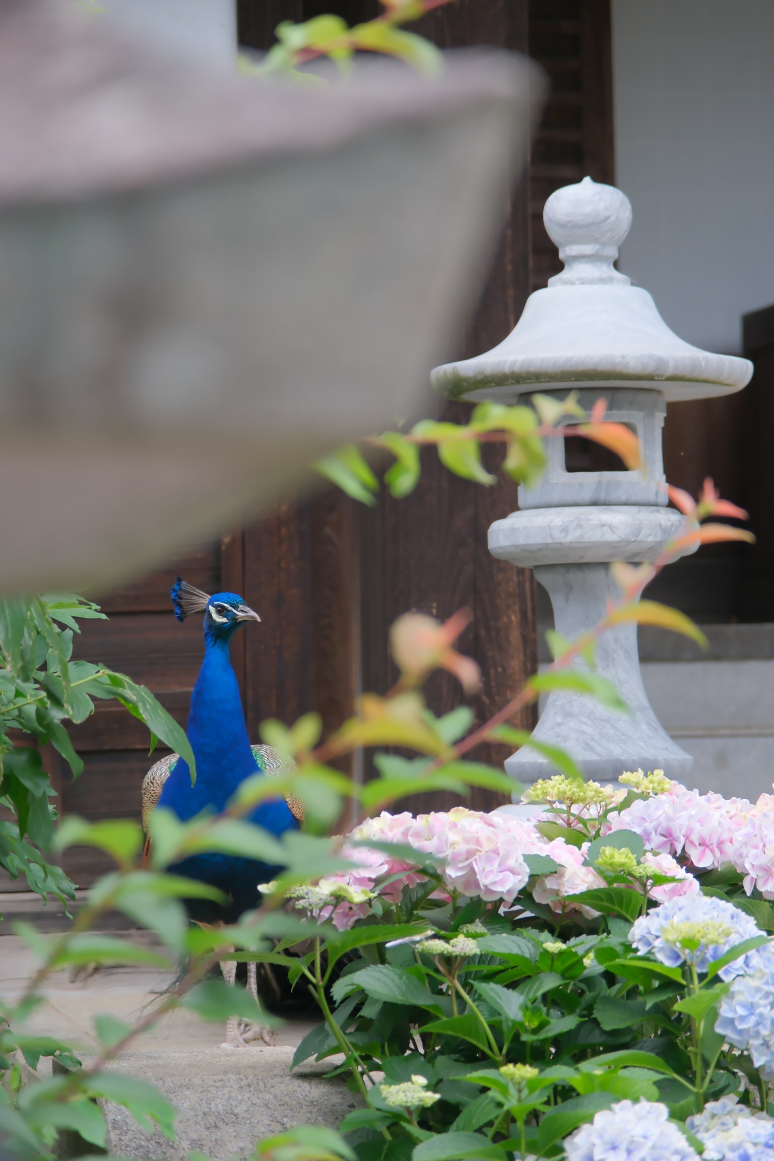 A garden scene featuring a blue peacock and colorful flowers