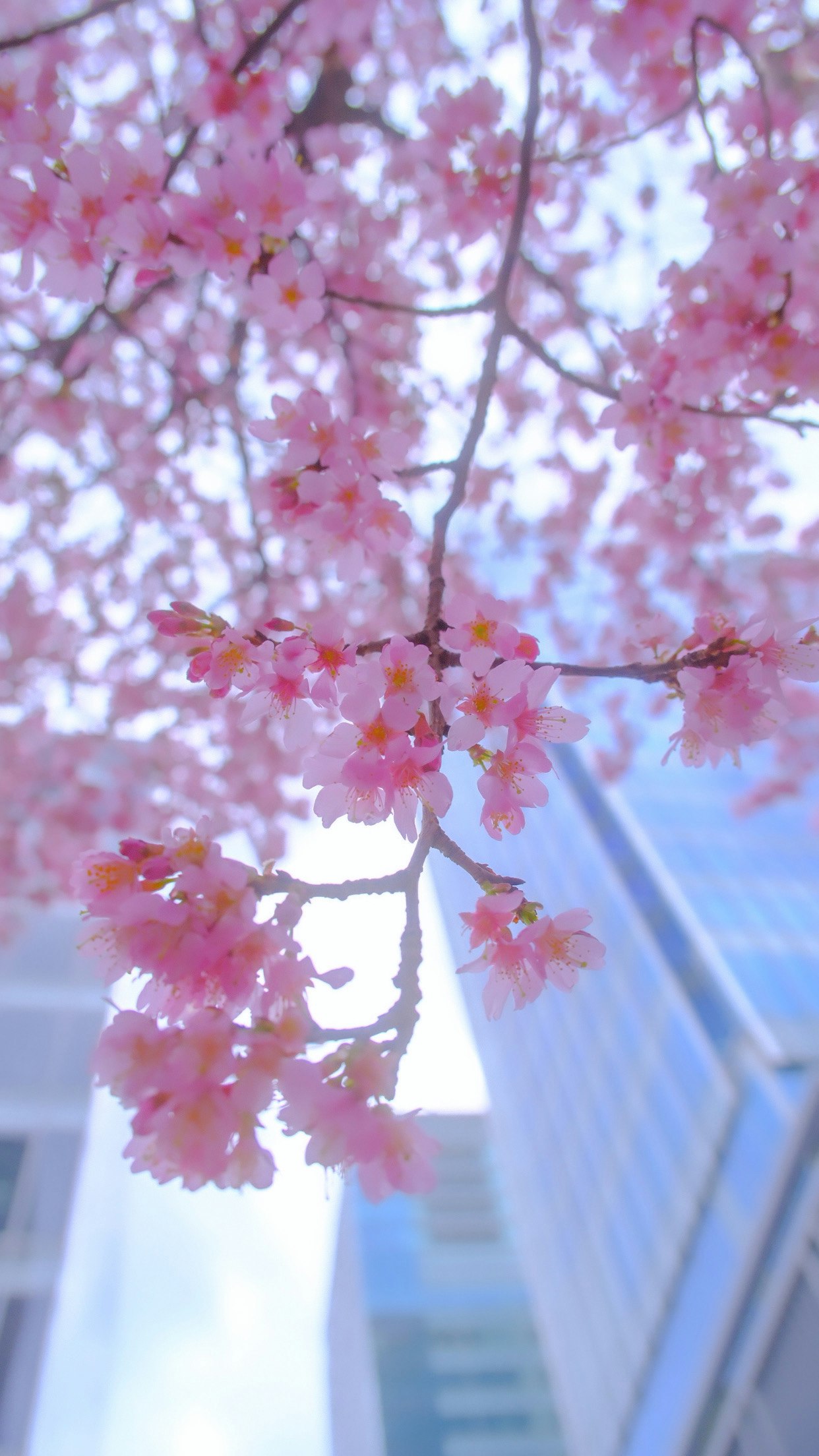 桜の花が枝に咲き、青空と建物が見える春の風景