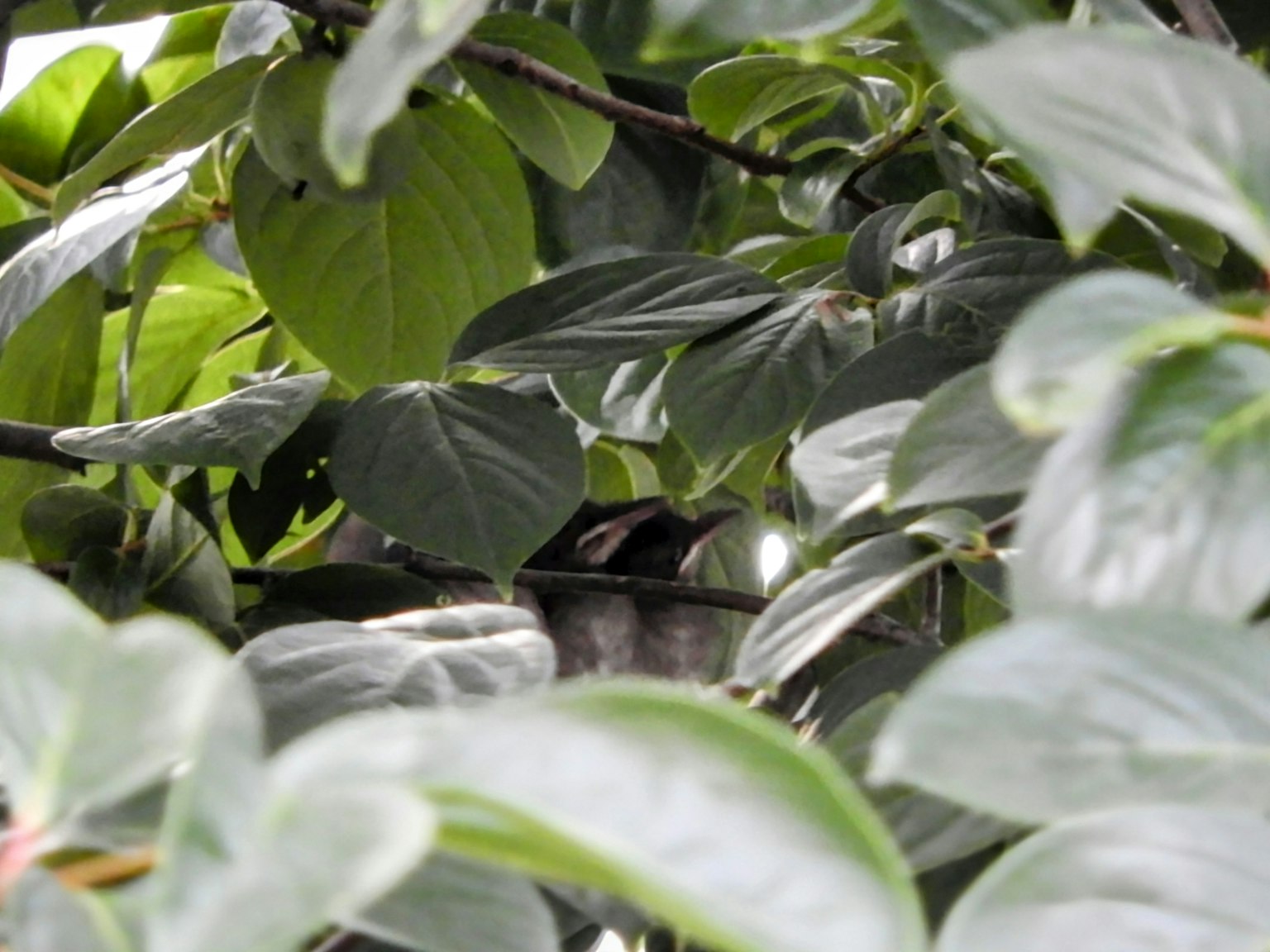 Un pequeño pájaro oculto entre hojas verdes exuberantes