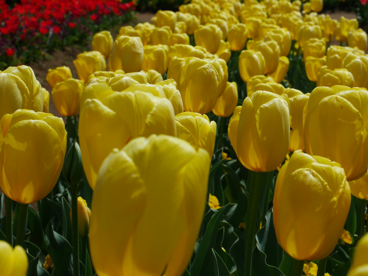 Cánh đồng tulip vàng rực rỡ nở dưới ánh nắng