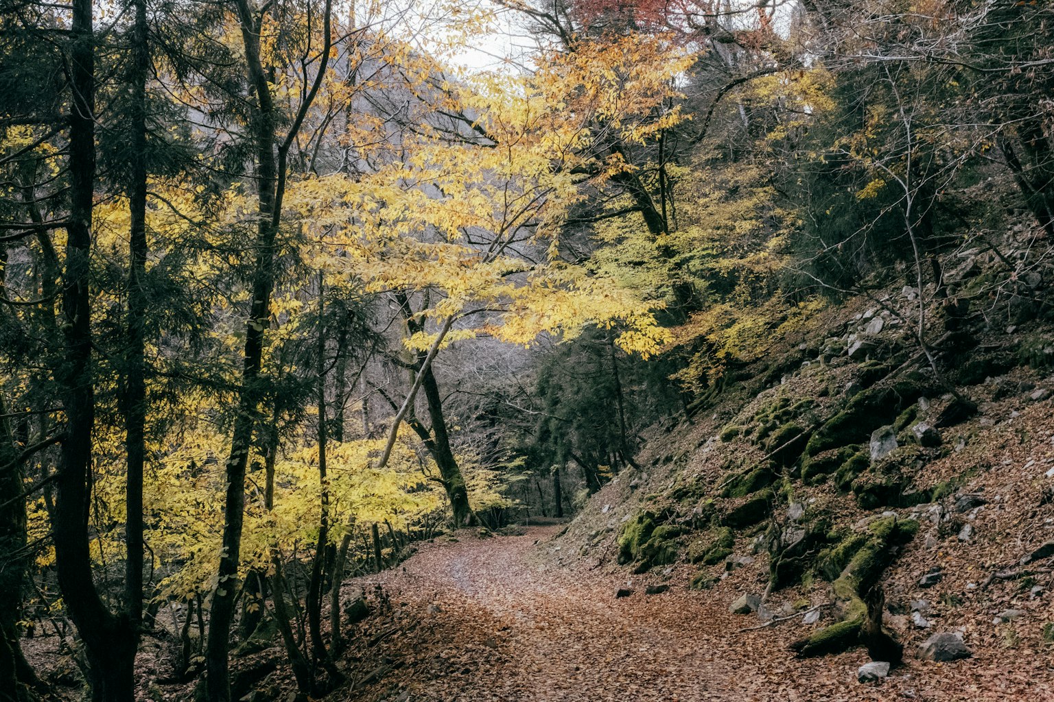 Malerischer Weg umgeben von herbstlichem Laub und felsigem Gelände