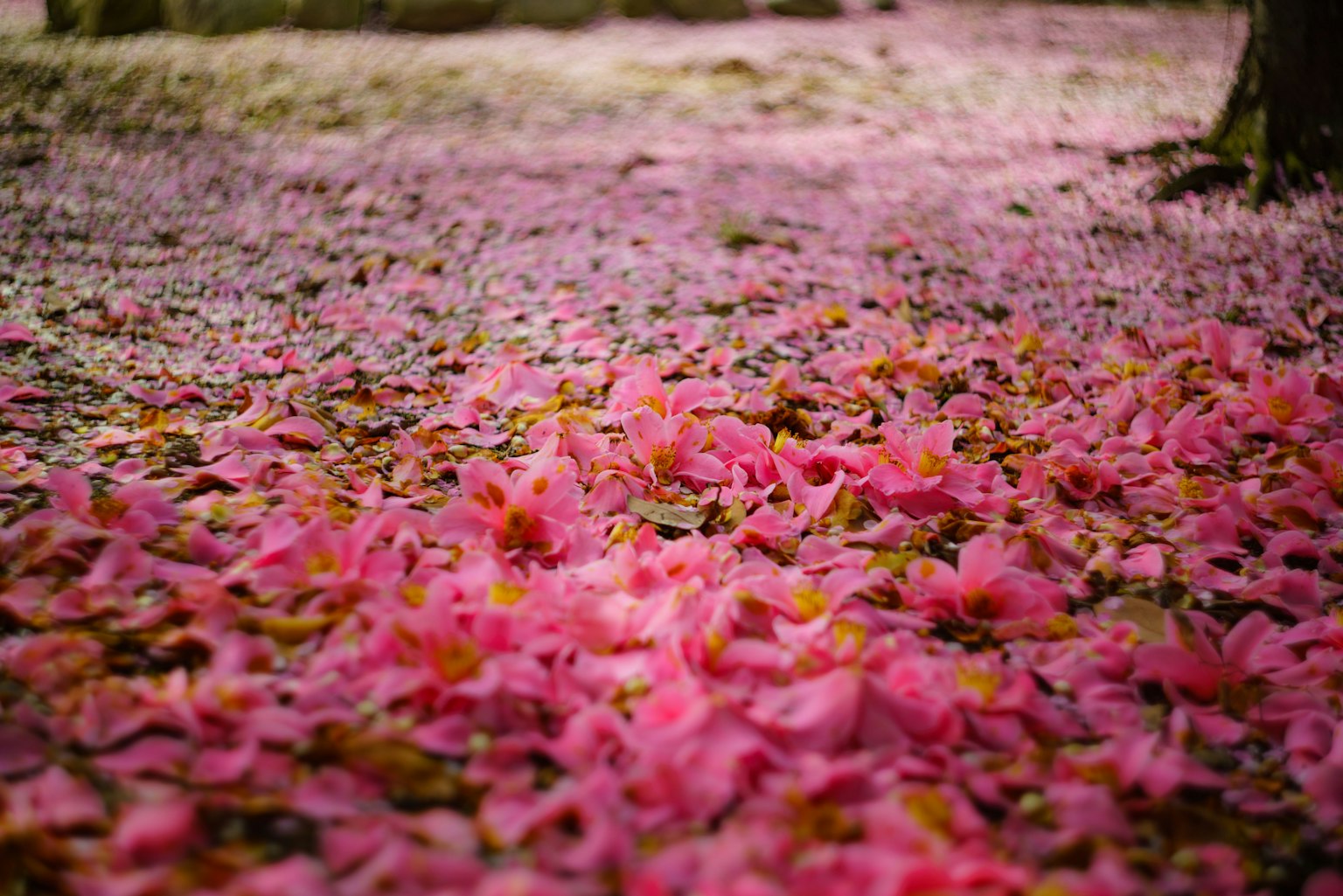 Boden bedeckt mit rosa Blütenblättern in einer ruhigen Umgebung