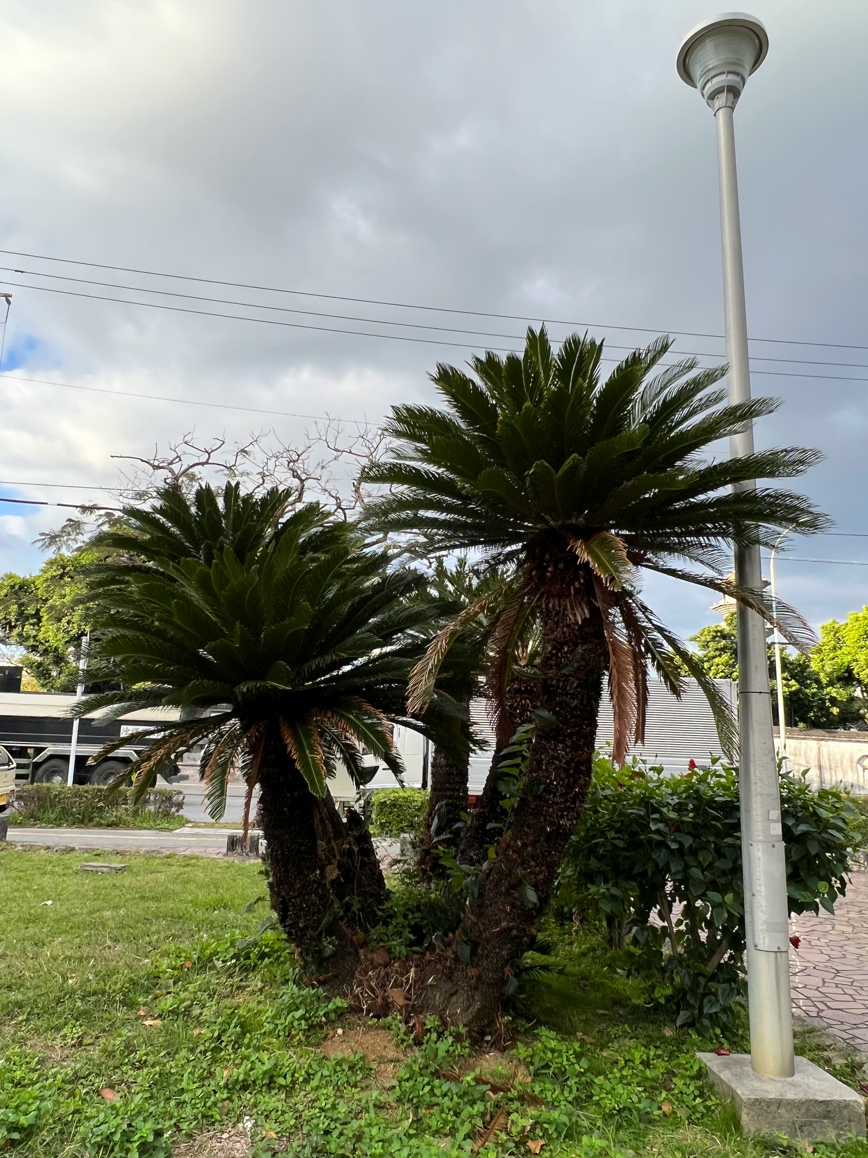 Palmeras y farola en un jardín con césped