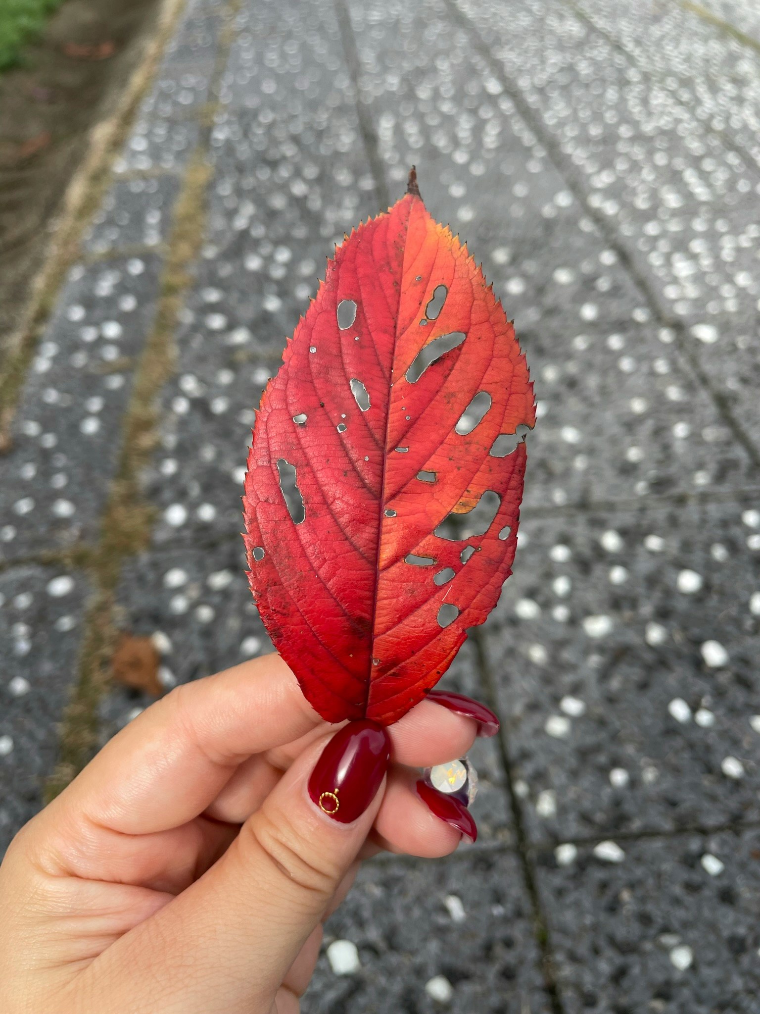 Une main tenant une feuille rouge avec une texture contre un chemin à pois