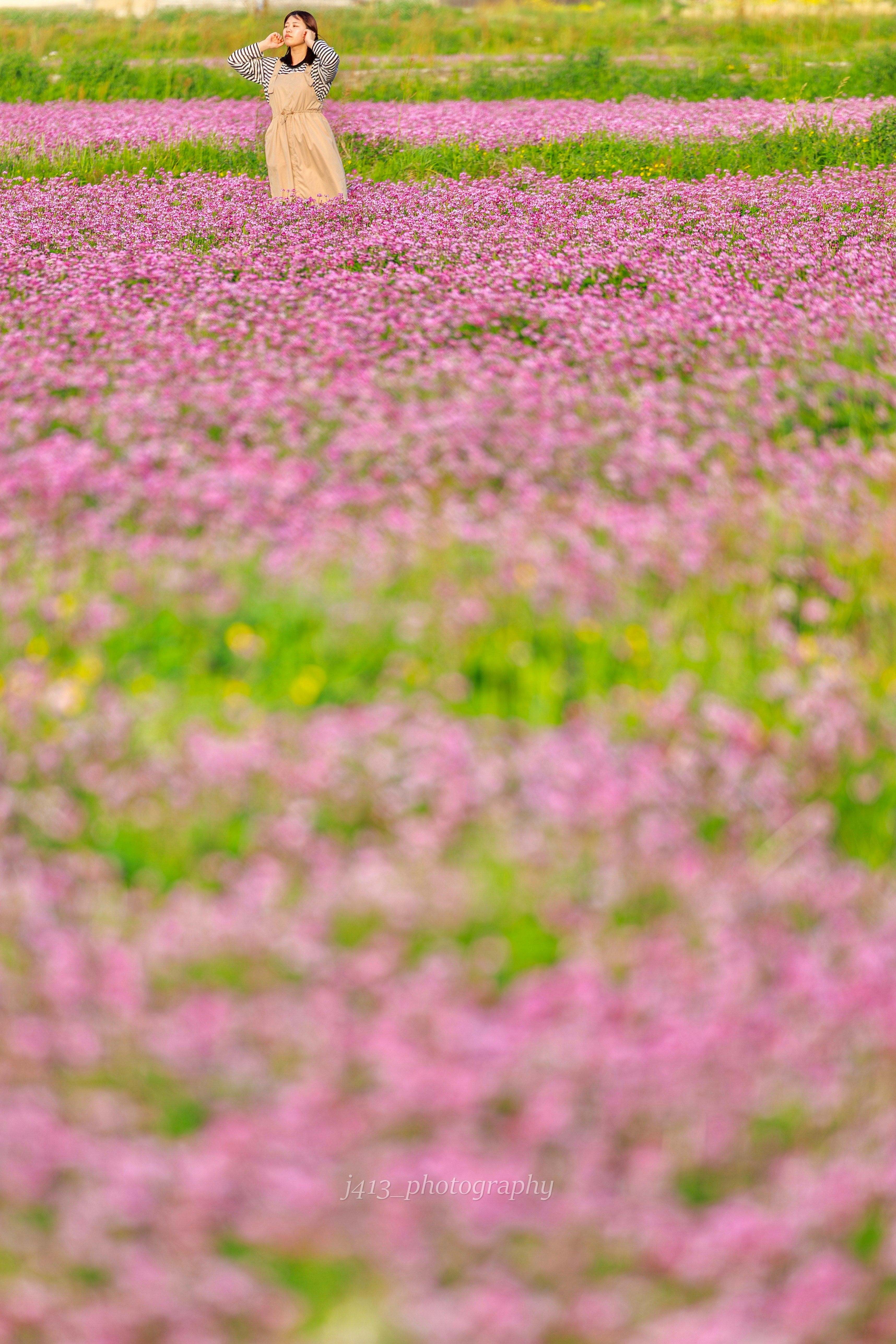 奈良県明日香村のレンゲ畑で花に囲まれた人物