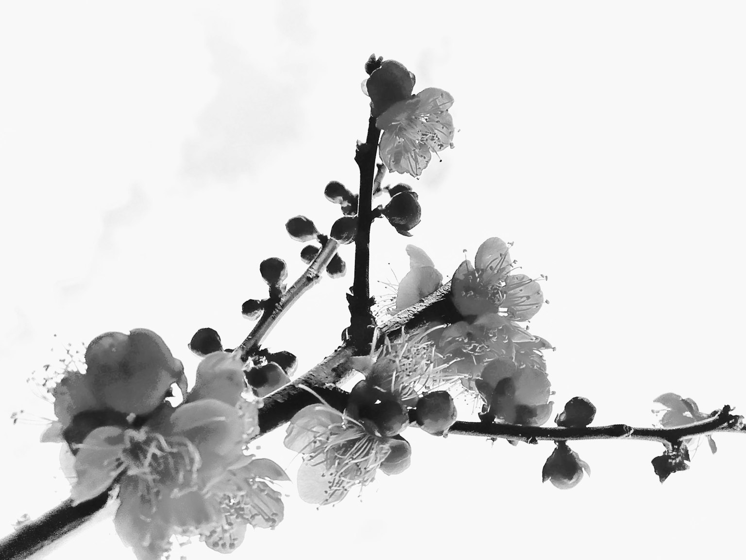 Cành hoa đen trắng vươn lên