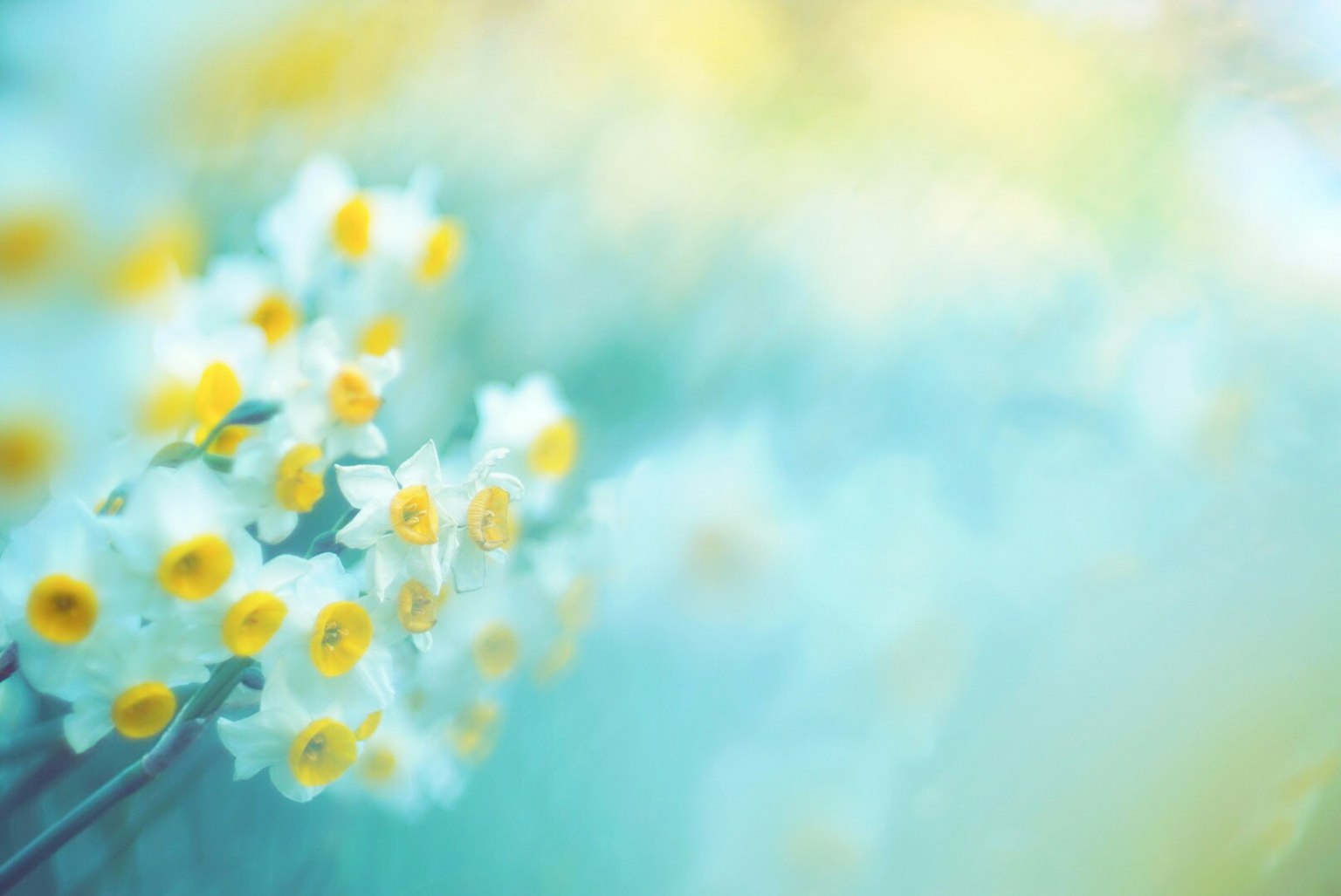 Una bella foto di fiori bianchi con centri gialli su uno sfondo blu chiaro