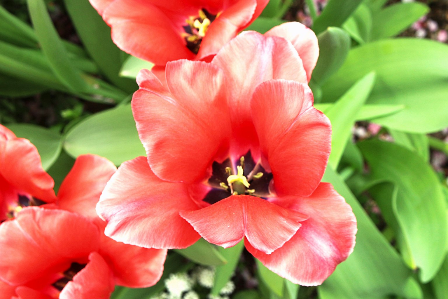 Bunga tulip merah dikelilingi daun hijau