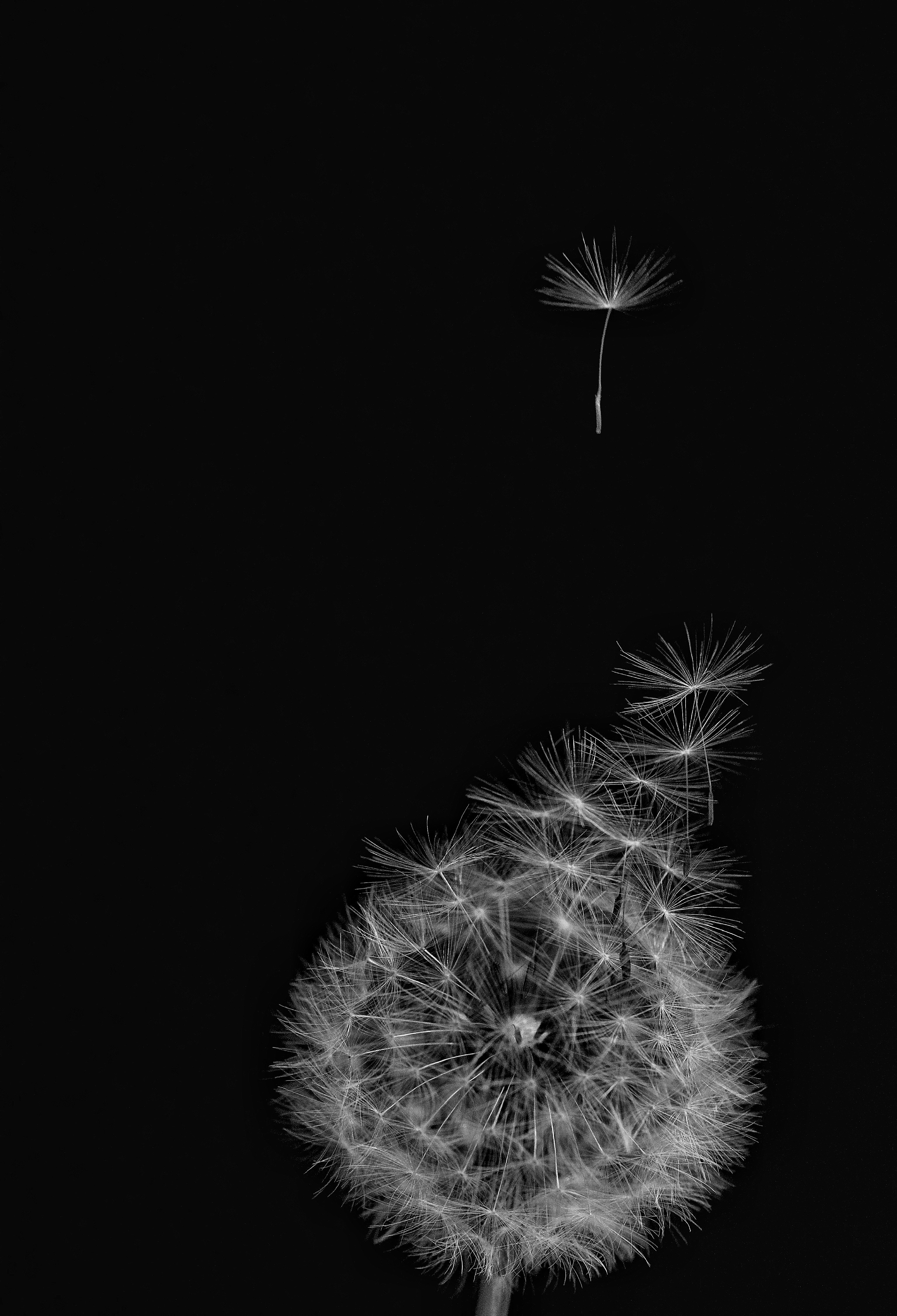 Close-up of a dandelion seed head on a black background