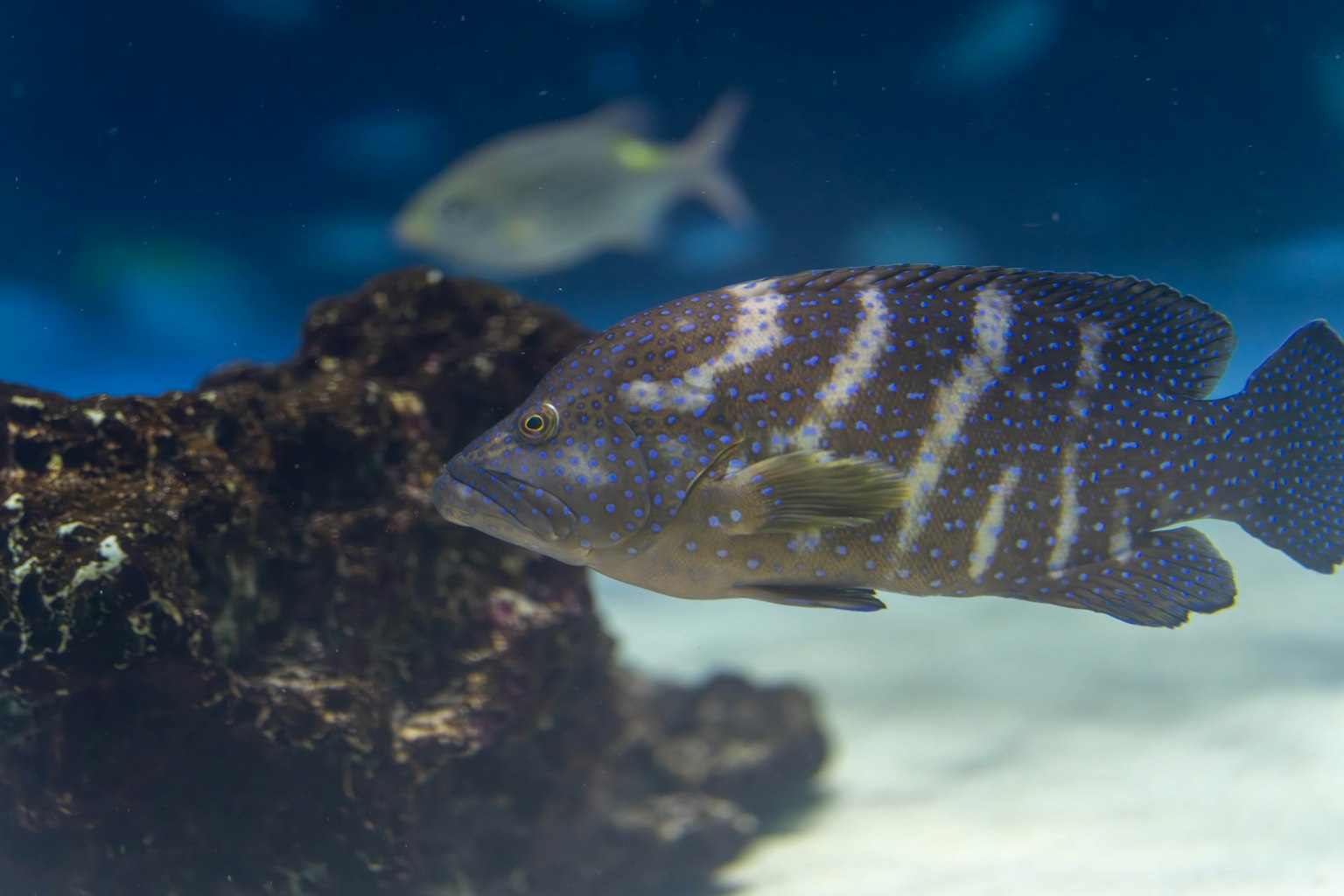 Underwater striped fish swimming near coral with a blue background