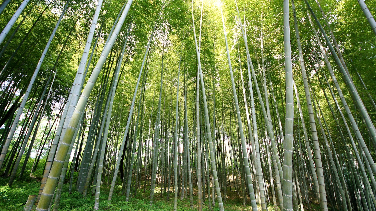 Foresta di bambù rigogliosa con alti steli di bambù e foglie verdi vibranti