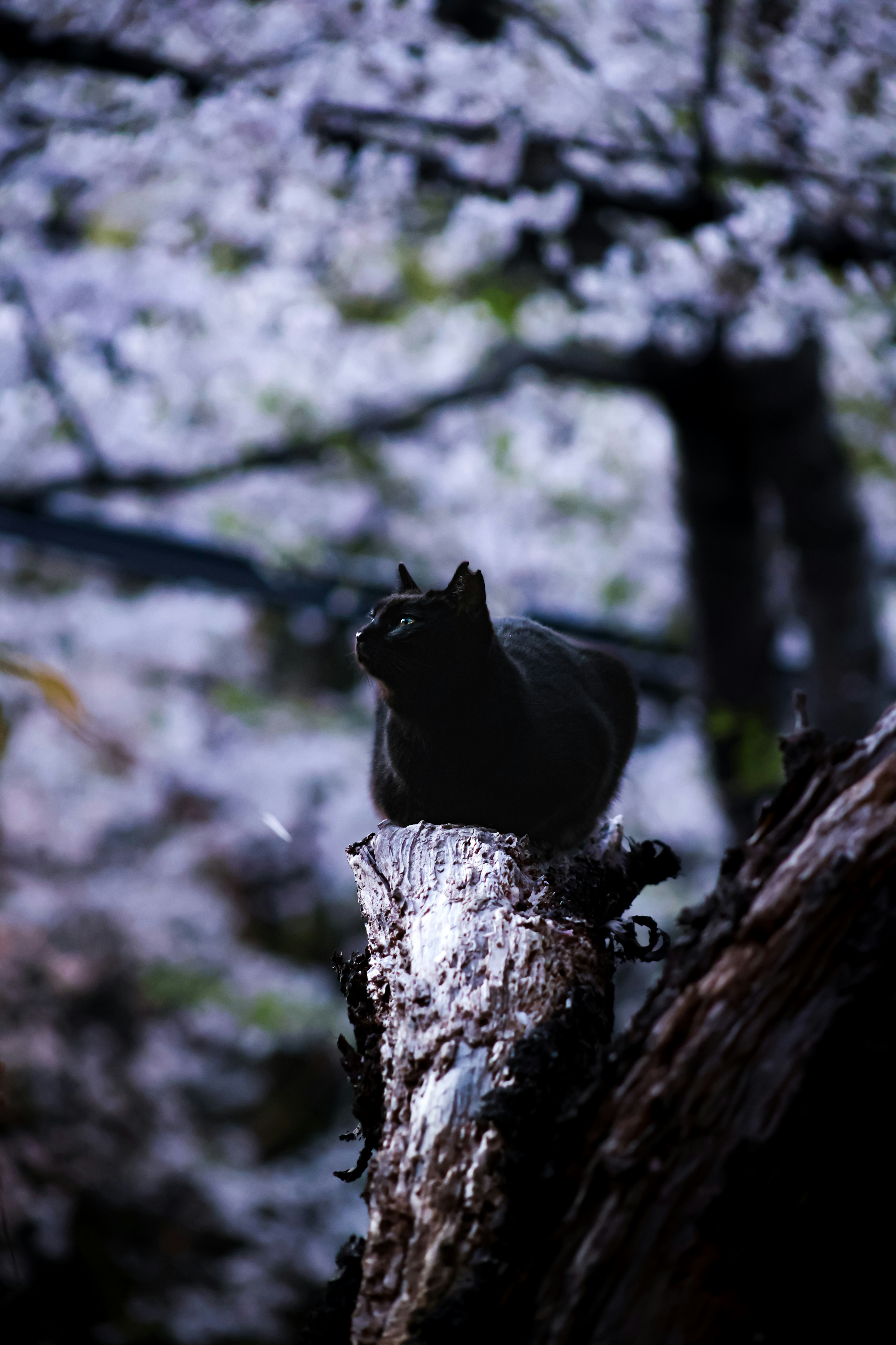 桜の木の枝に乗る黒猫の花見姿
