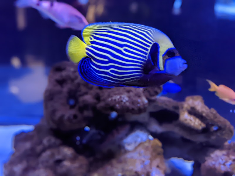青い水槽で泳ぐ縞模様の熱帯魚