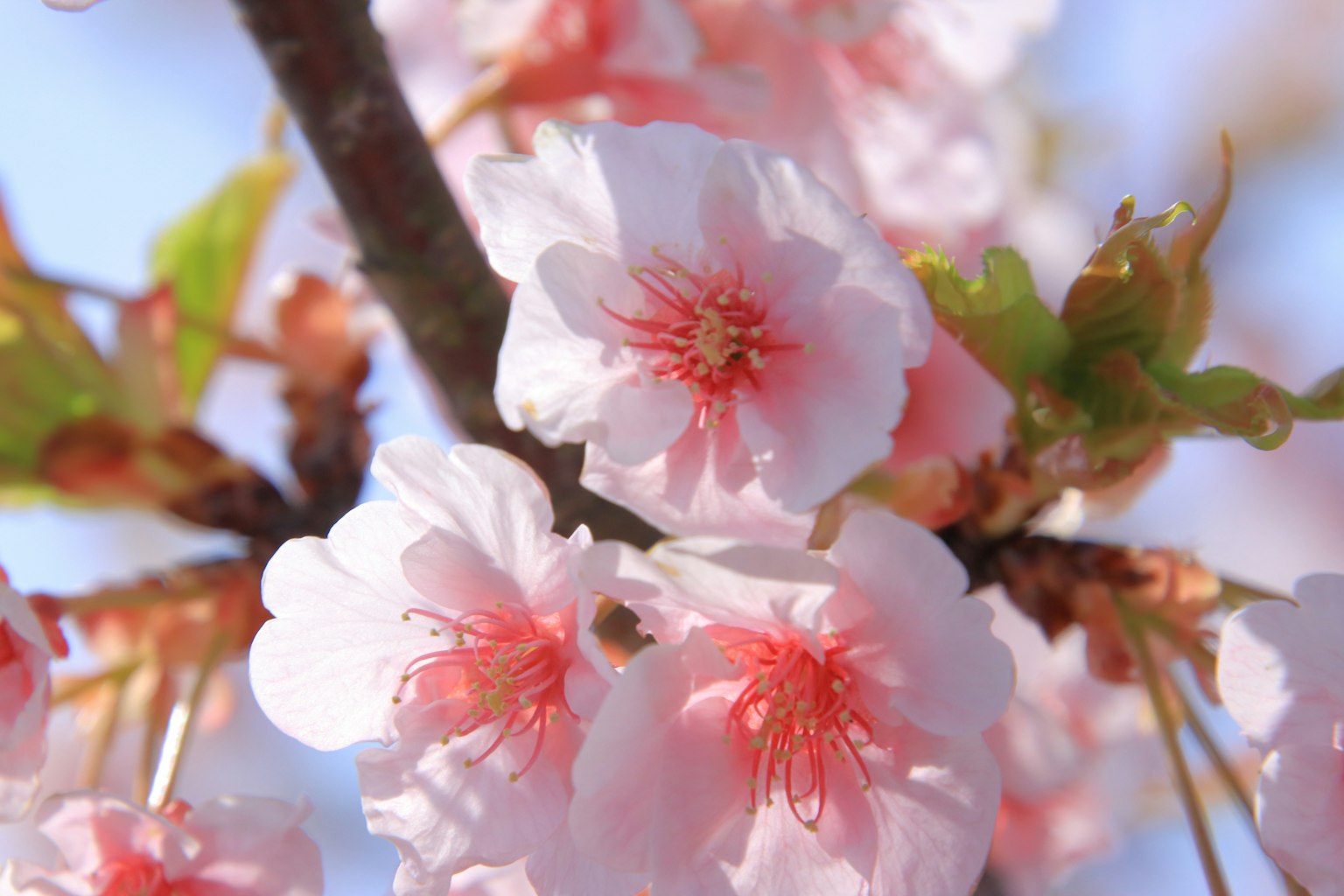 Kedekatan bunga sakura di cabang dengan kelopak merah muda dan daun hijau