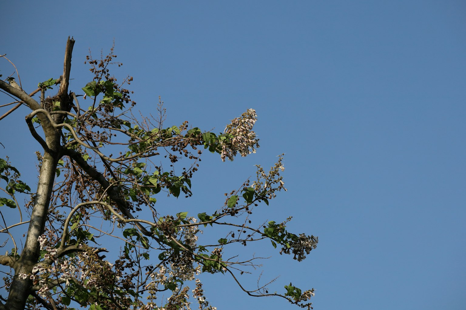 Baumäste mit Blüten und Blättern unter einem blauen Himmel