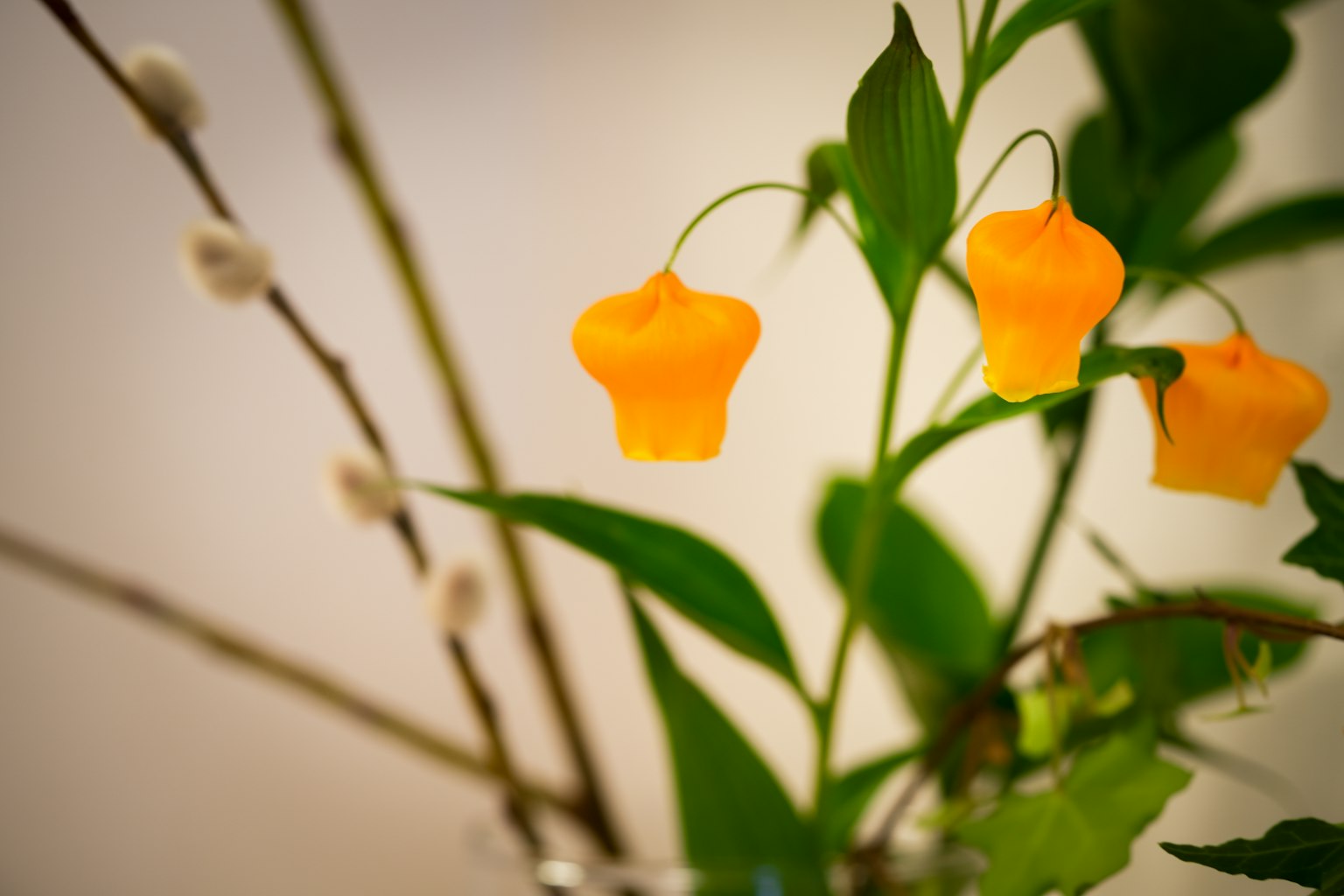 Close-up of a plant featuring orange flowers and green leaves