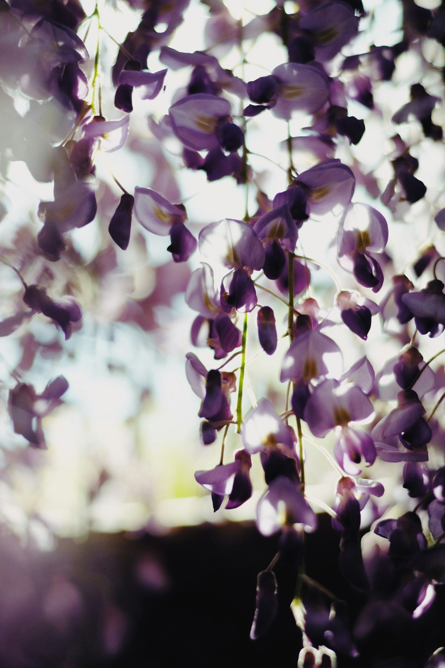 Schöne lila Glyzinienblüten hängen in einem verschwommenen Hintergrund