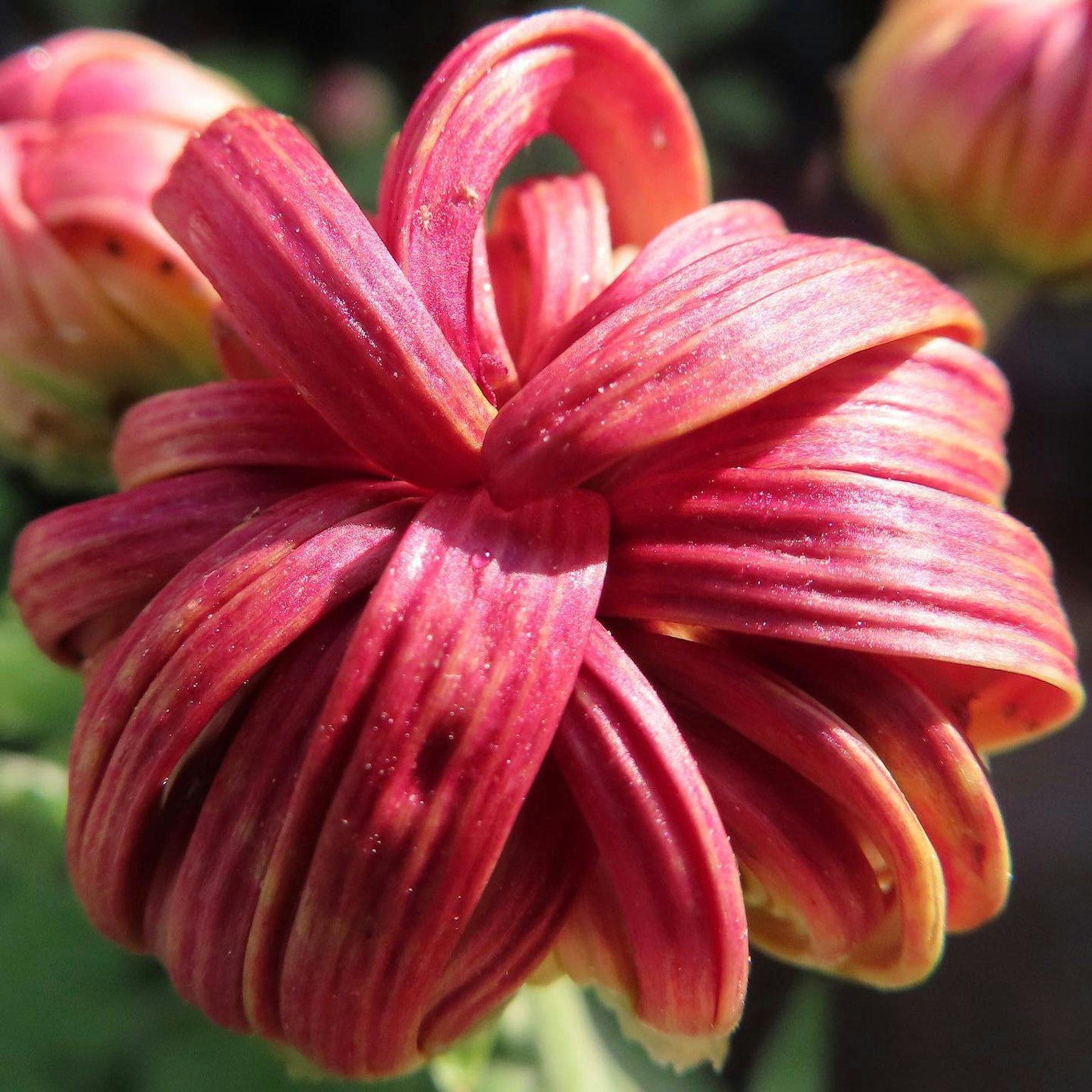 Primo piano di un fiore rosso con petali attorcigliati unici