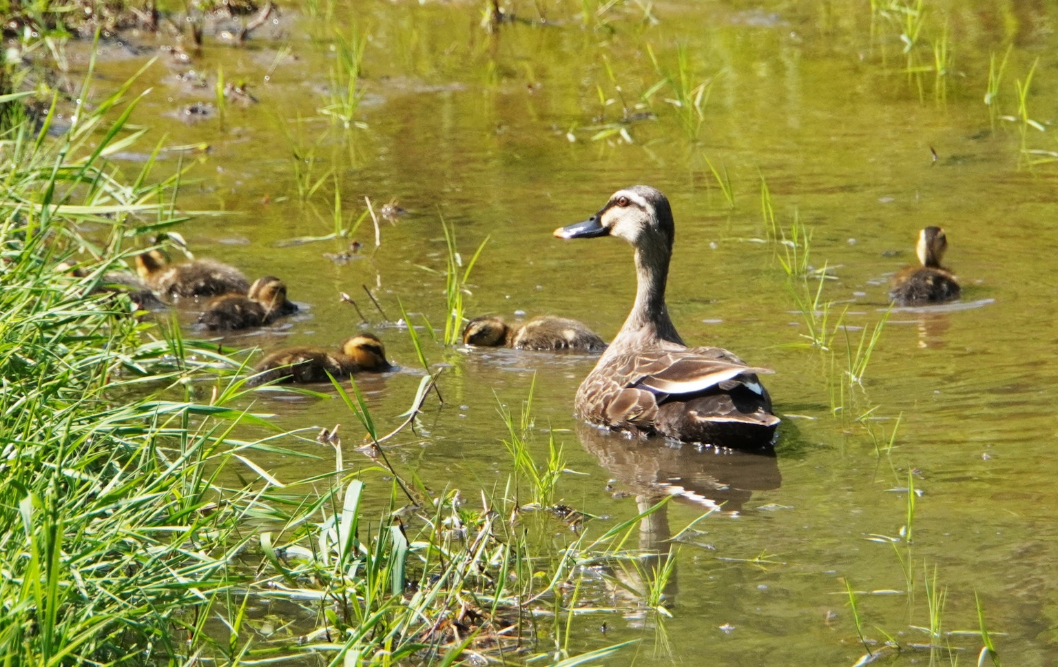 Eine Ente mit Küken, die in einem Teich schwimmen